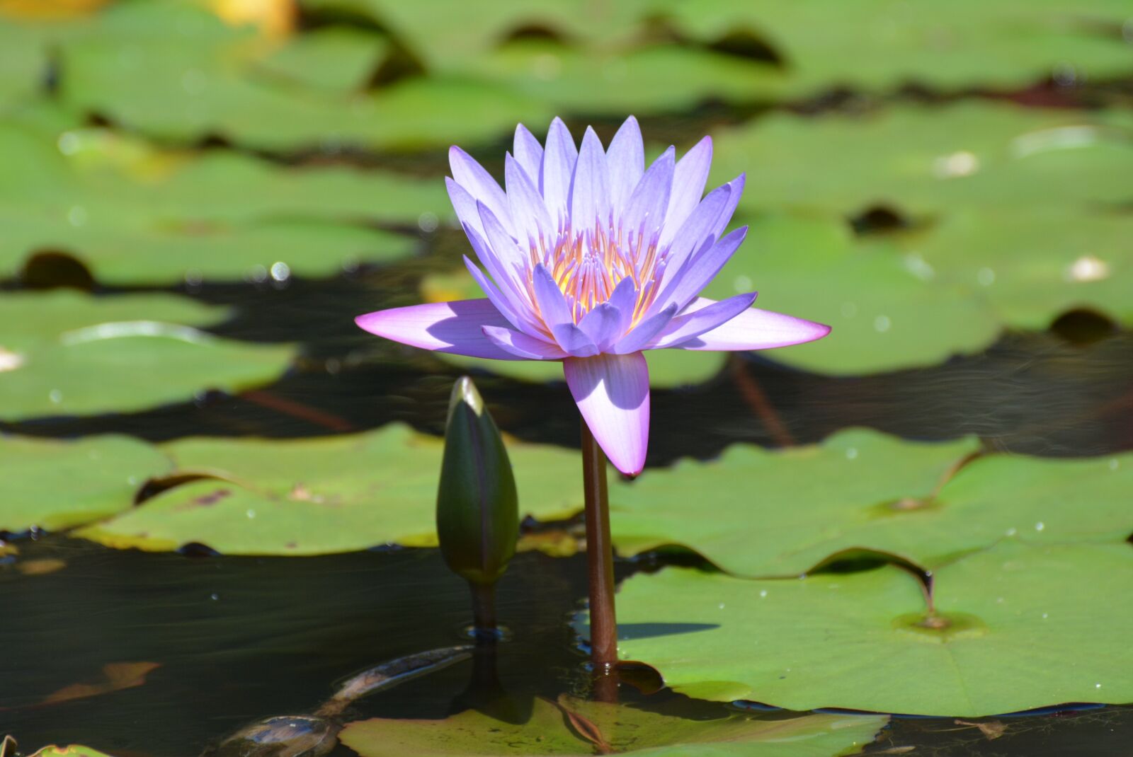 Nikon D7100 sample photo. Ninf ia, flower, aquatic photography