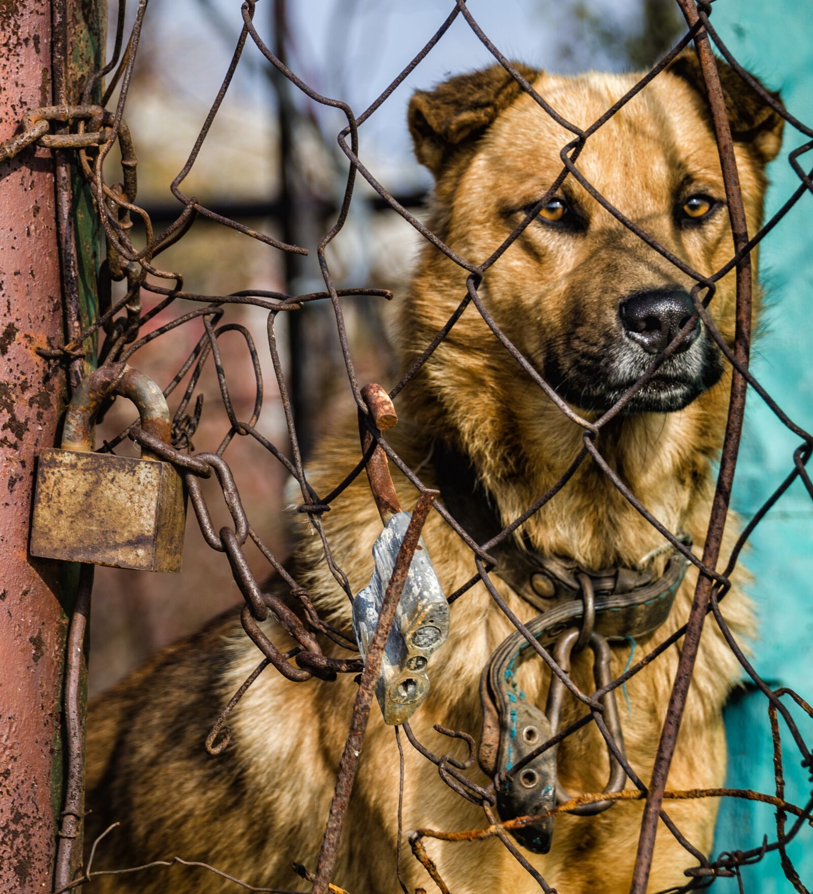 Nikon D7000 sample photo. Pets, dog, animal photography