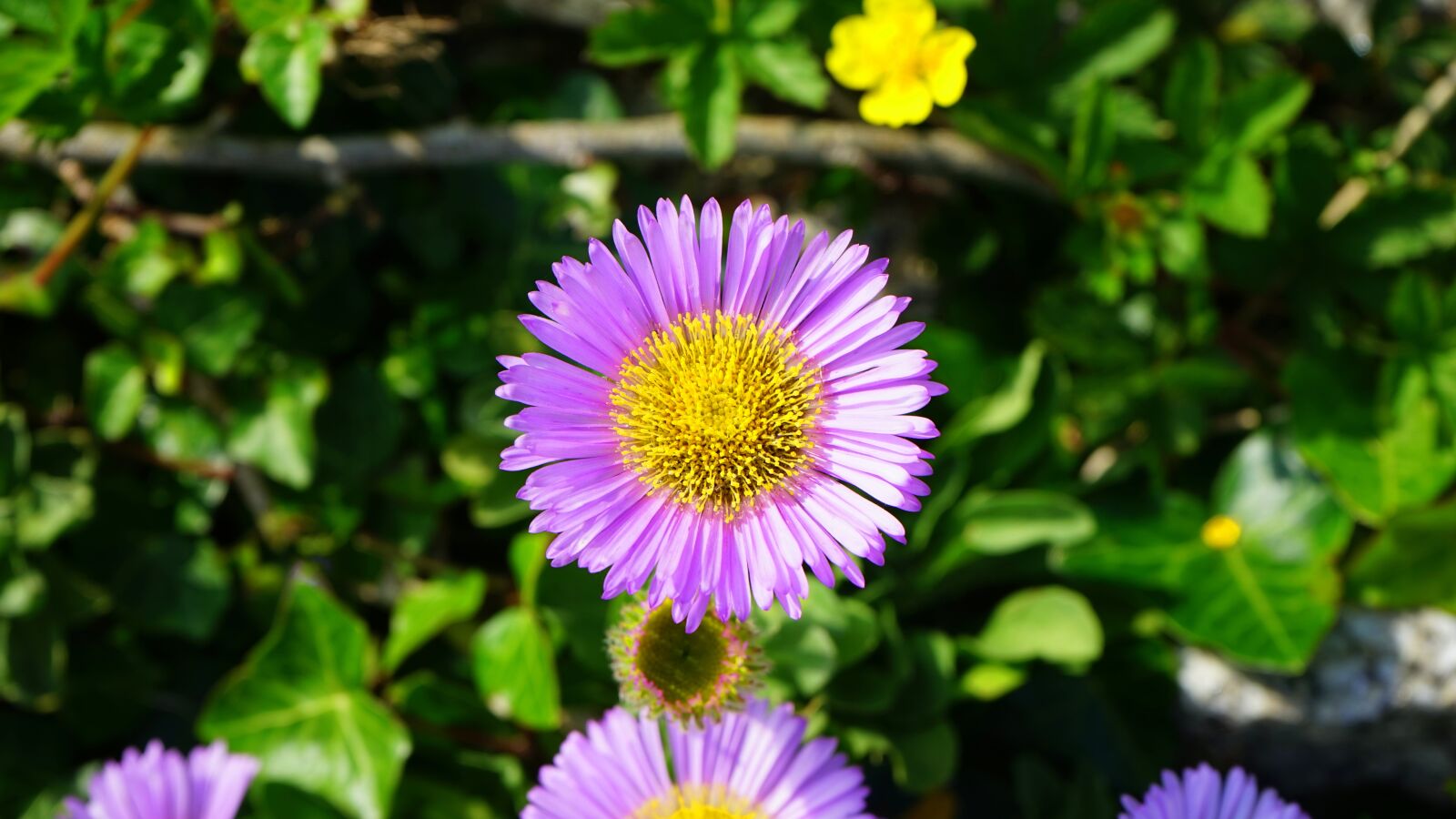 Sony MODEL-NAME + Sony FE 28-70mm F3.5-5.6 OSS sample photo. Flower, daisy, floral photography