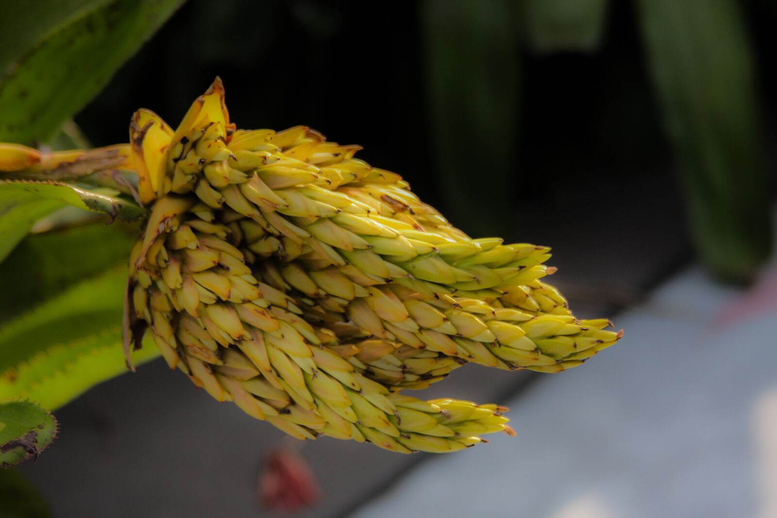 Canon EOS 40D sample photo. Plant, nature, flora photography