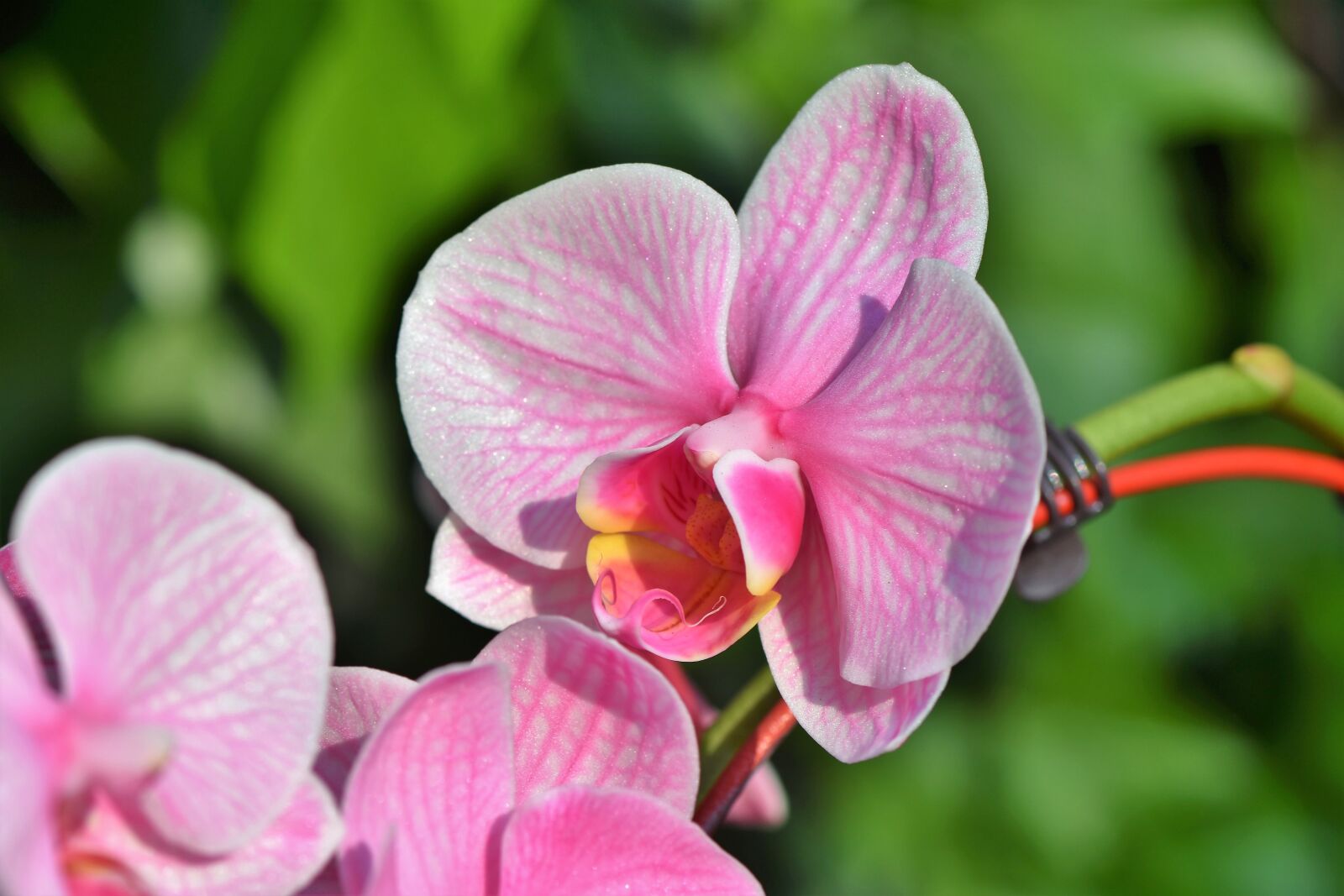 Nikon D7200 sample photo. Orchids, orchid flower, blossom photography
