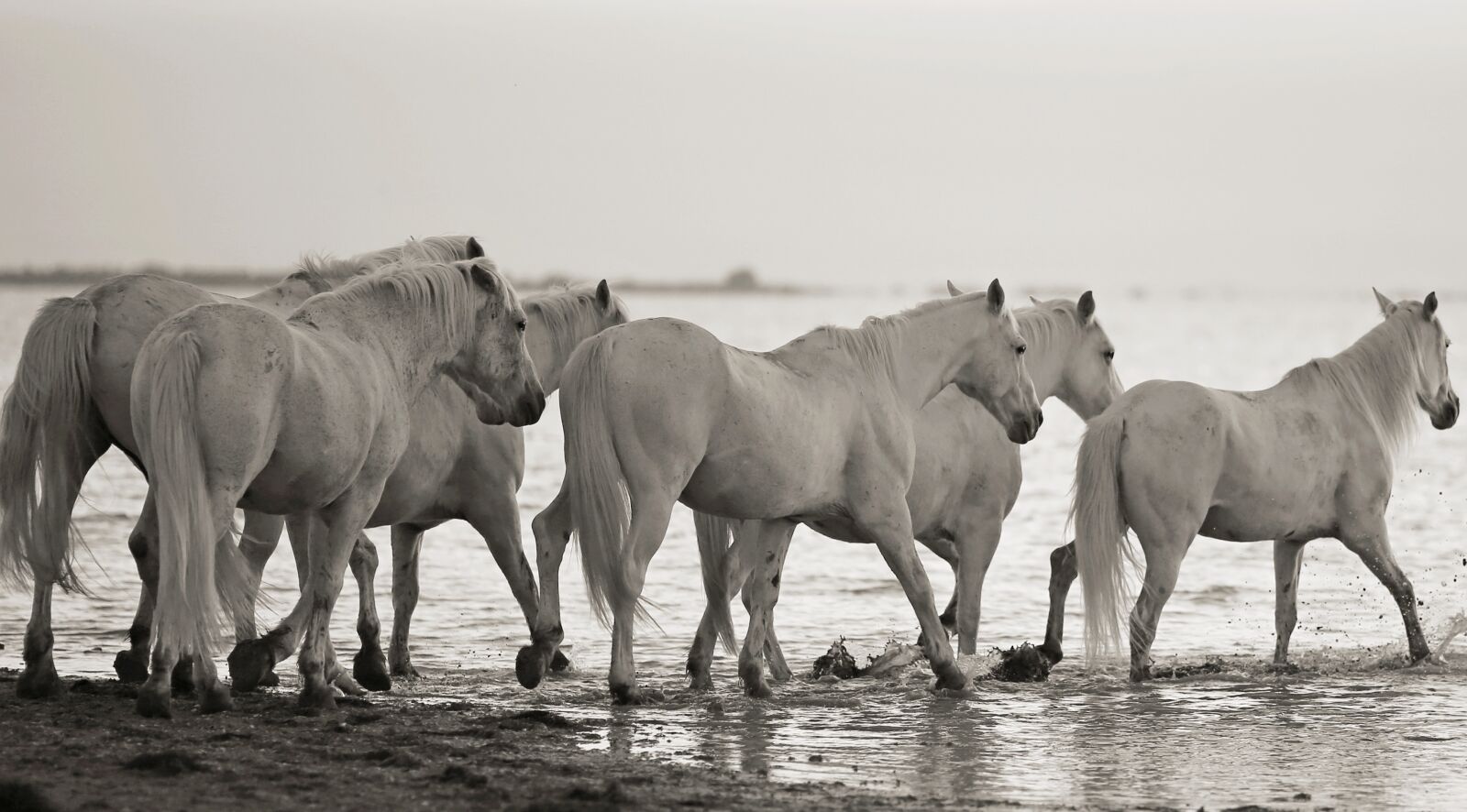Canon EOS 5D Mark III sample photo. Horse, mane, equine photography