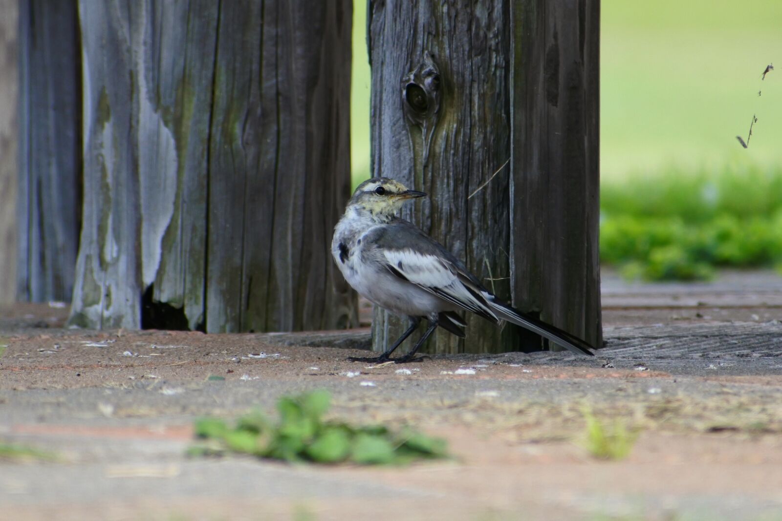 VR 70-300mm f/4.5-6.3G sample photo. Animal, park, plant photography