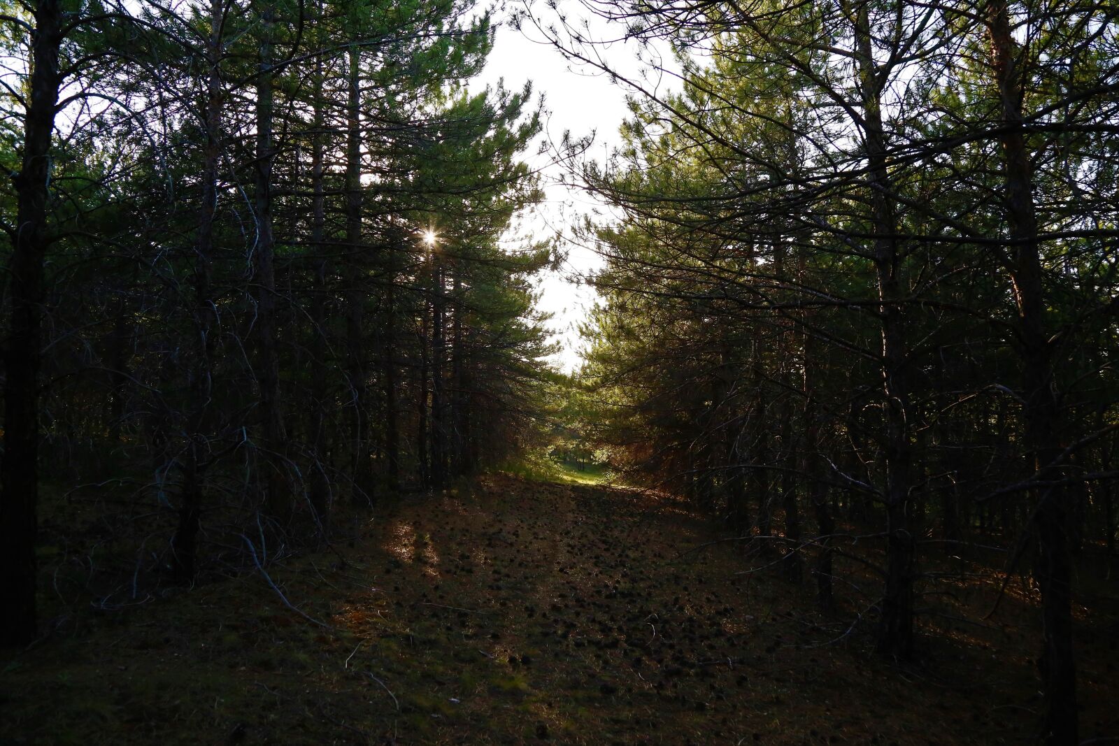 Canon EOS 5D Mark III sample photo. Forest, nature, tree photography