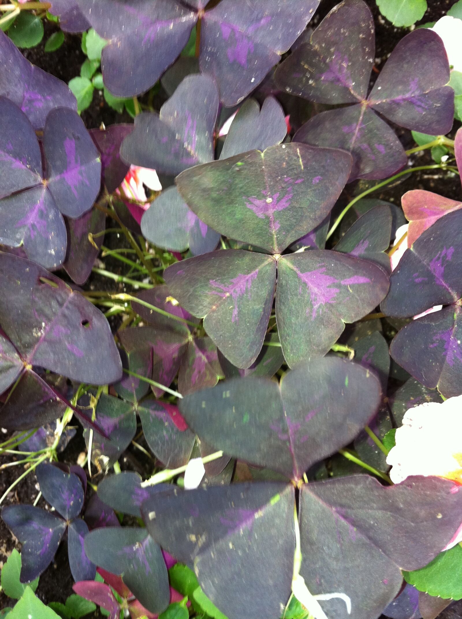 Apple iPhone 4 sample photo