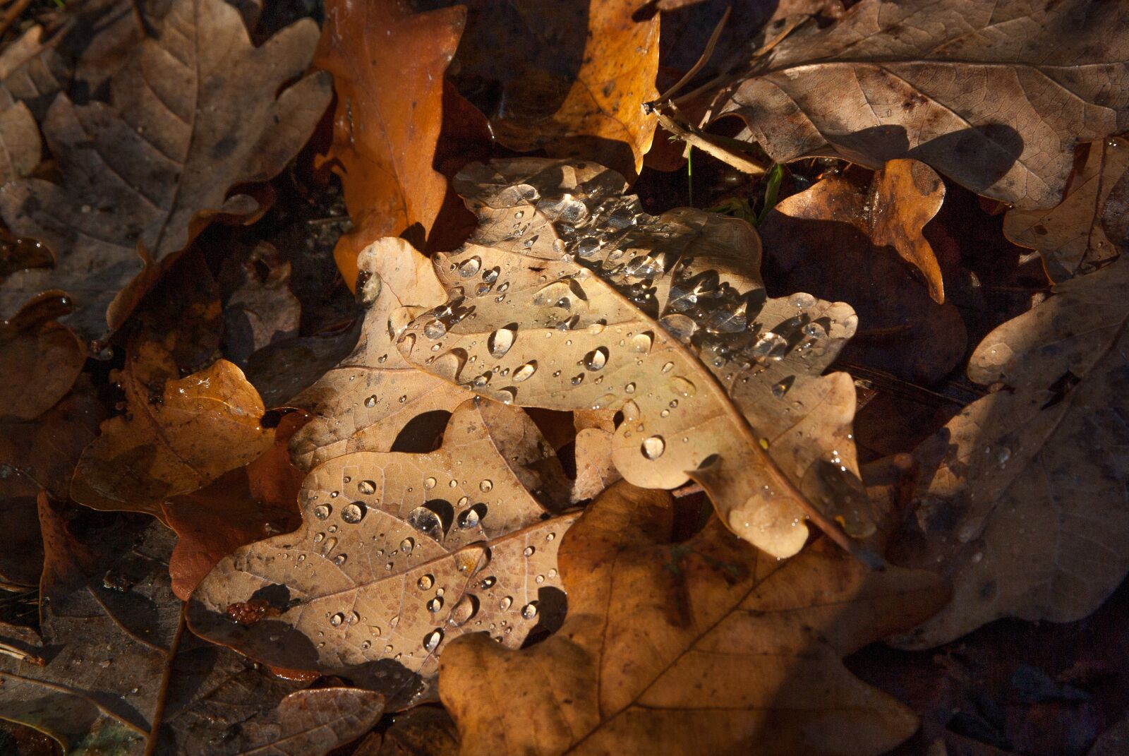 Pentax K10D sample photo. Leaves, fall, raindrops photography