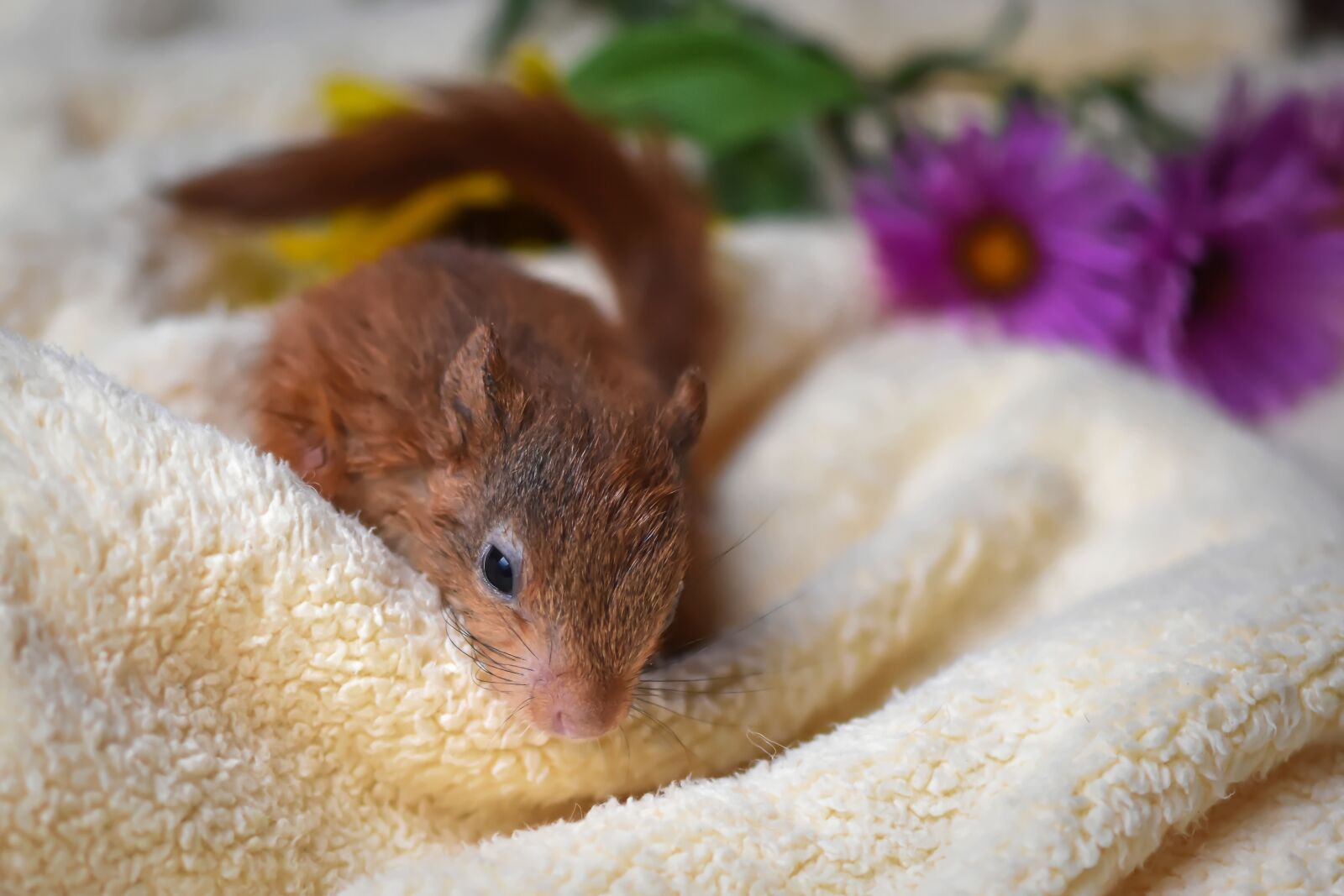 Nikon D7200 sample photo. Squirrel, young animal, small photography