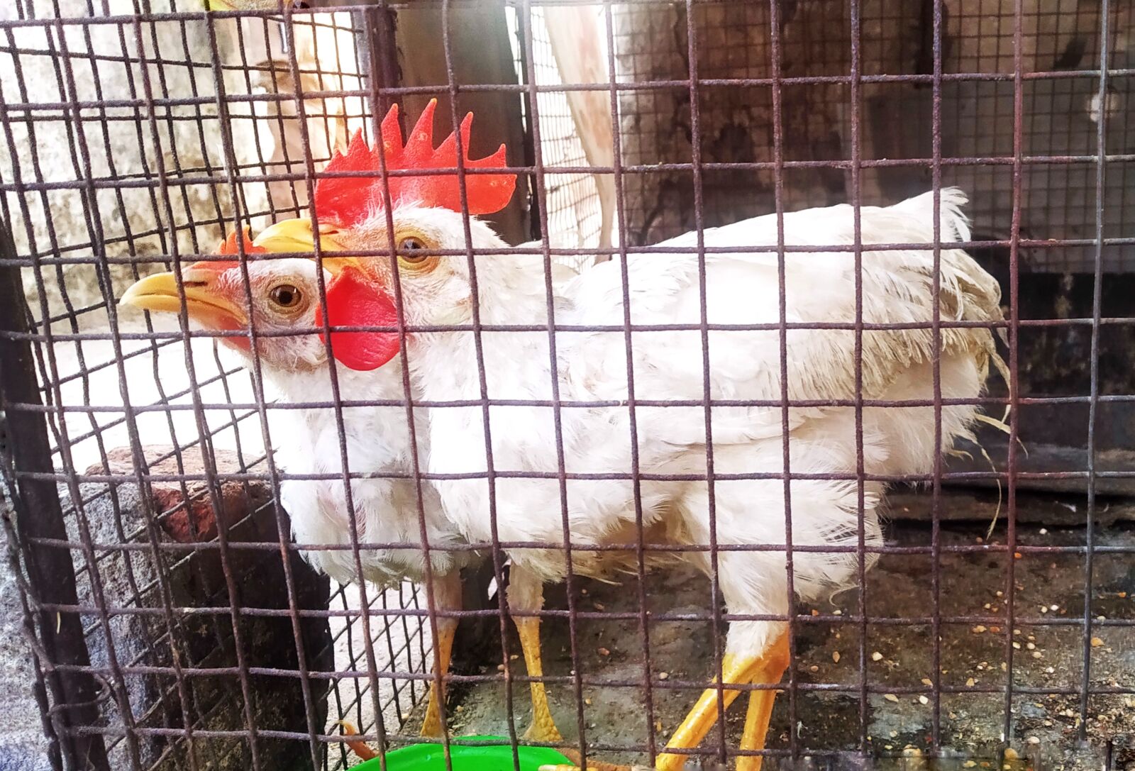 Xiaomi Redmi Note 7 sample photo. Chicken, chickens in cage photography