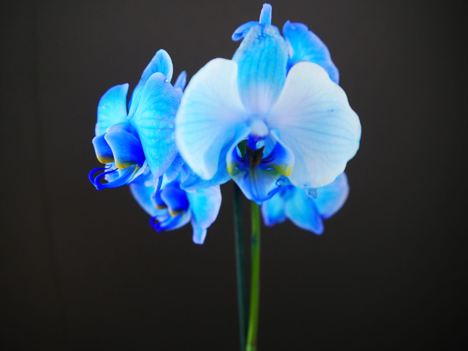 Panasonic DMC-G70 sample photo. Blue, orchid, blossom photography