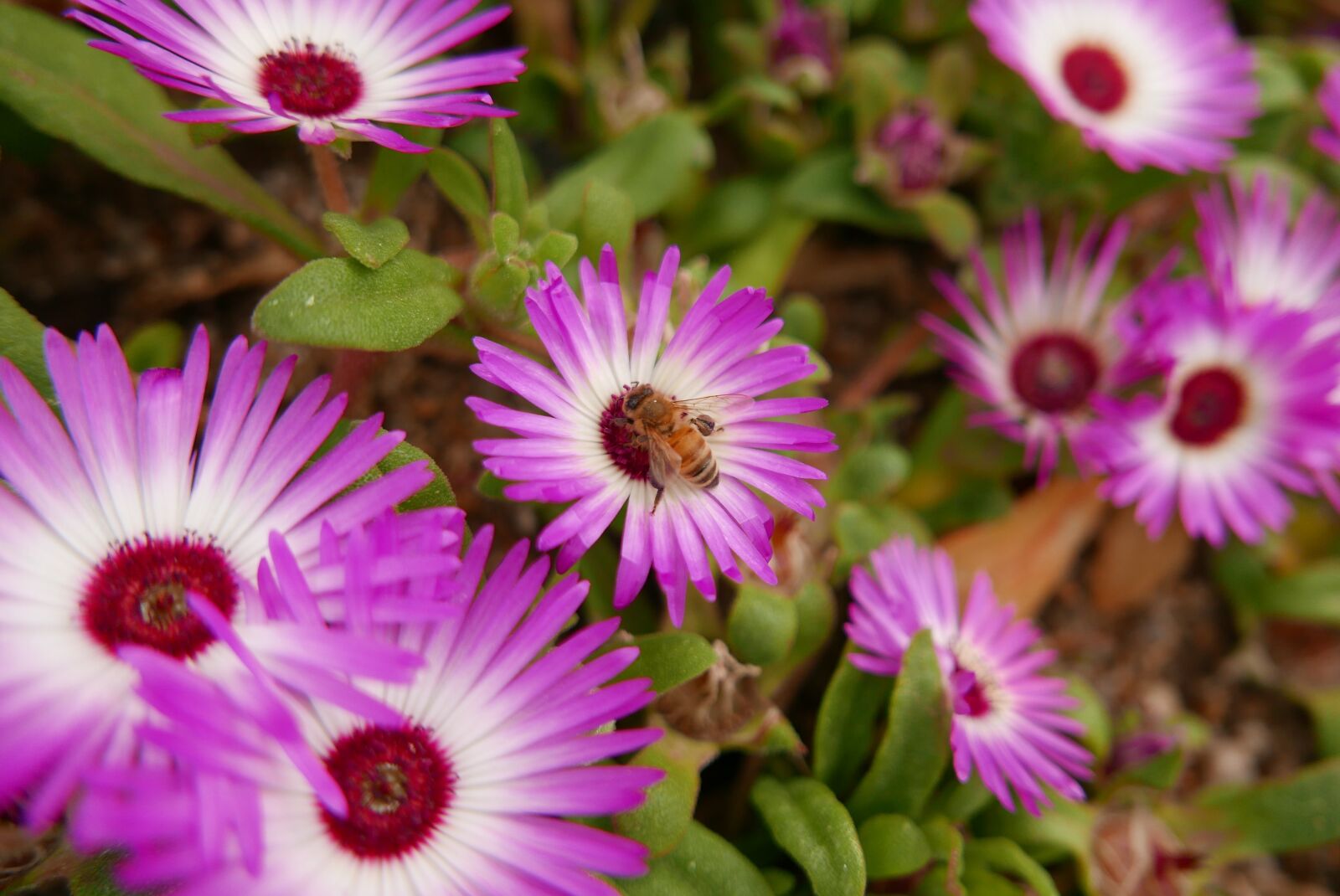 Leica D-Lux (Typ 109) sample photo. Flowers, pink, a flower photography