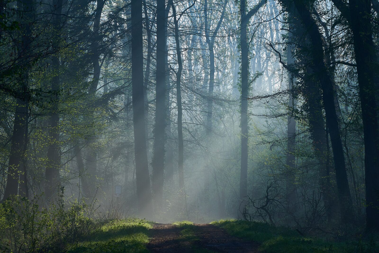 Nikon AF-S Nikkor 200-500mm F5.6E ED VR sample photo. Forest, sunbeam, trees photography