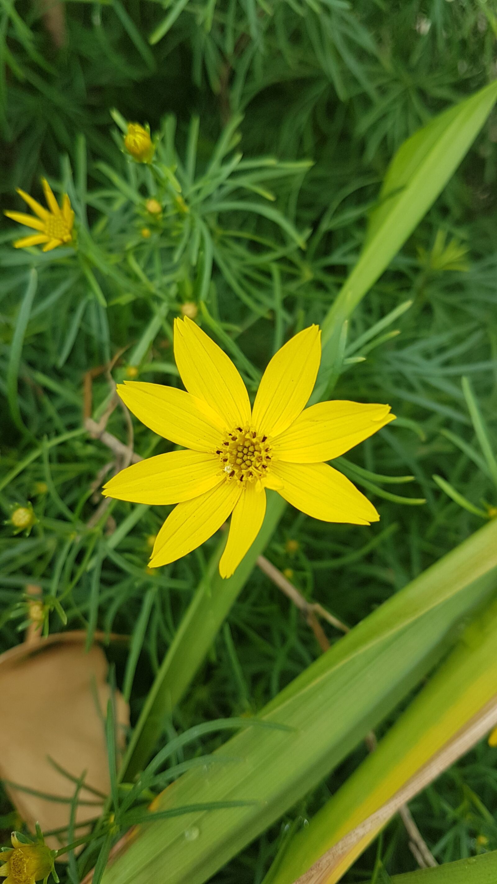 Samsung Galaxy S7 Edge sample photo. Flower, yellow, nature photography