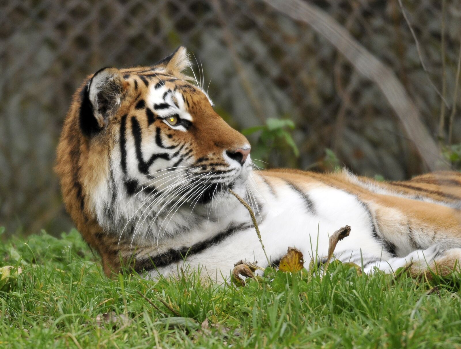 Nikon D300 sample photo. Zoo, hellabrunn, munich photography