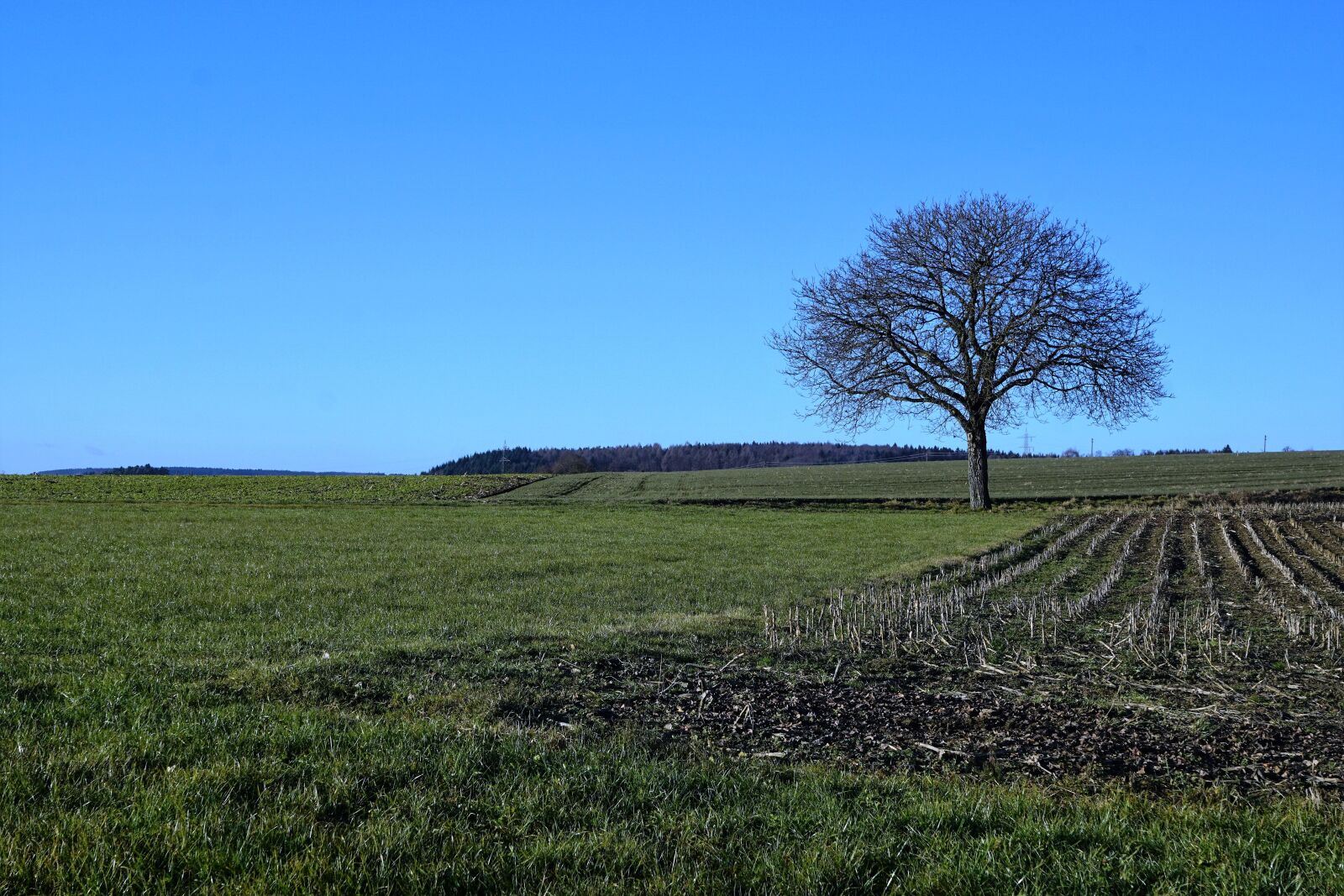 Sony ILCA-77M2 + Sony DT 16-50mm F2.8 SSM sample photo. Tree, meadow, nature photography