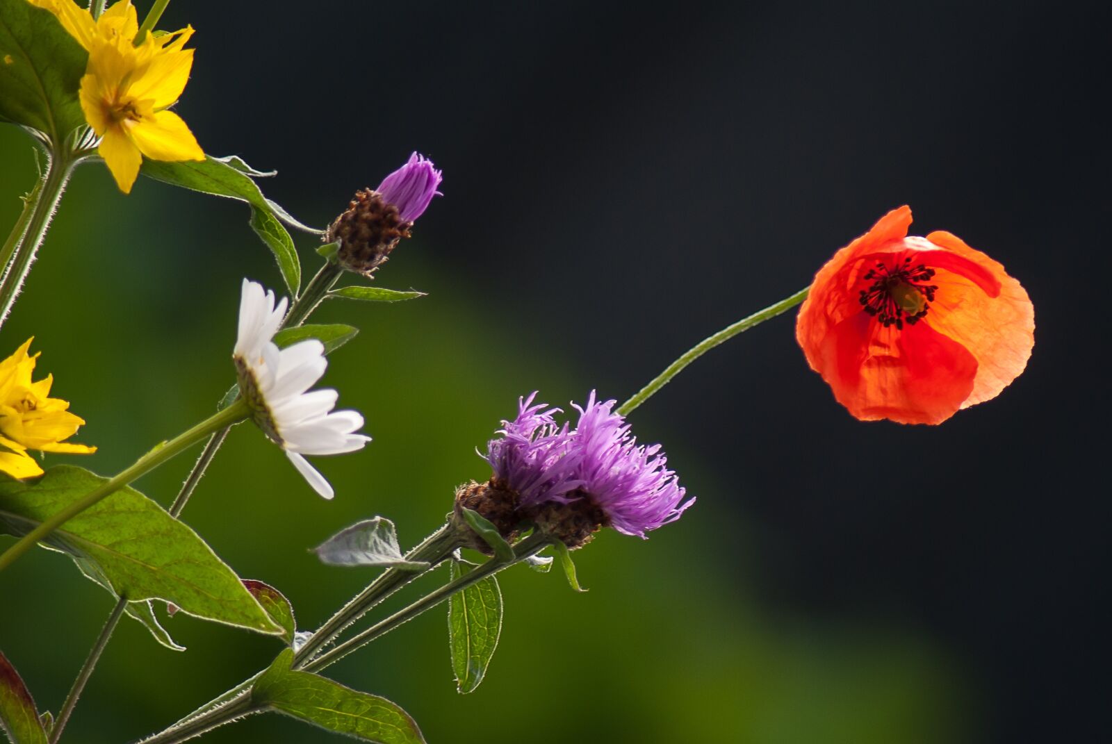 Nikon D3000 sample photo. Flowers, wild flower, nature photography