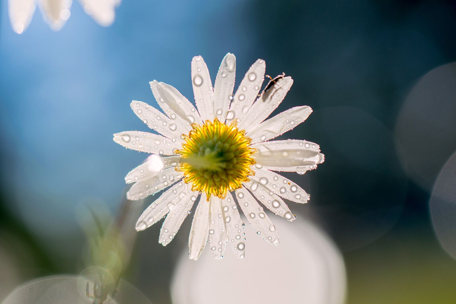 Nikon D3300 sample photo. Daisy, flower, summer photography