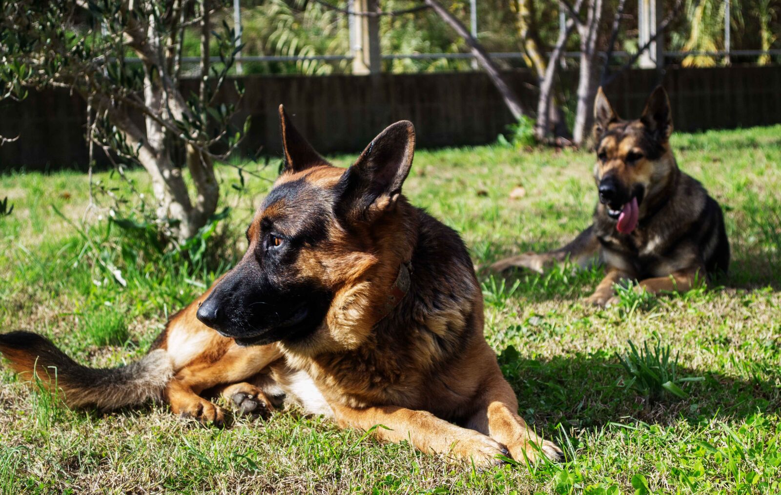 Nikon D3100 sample photo. Dogs, german shepherd, shepherd photography