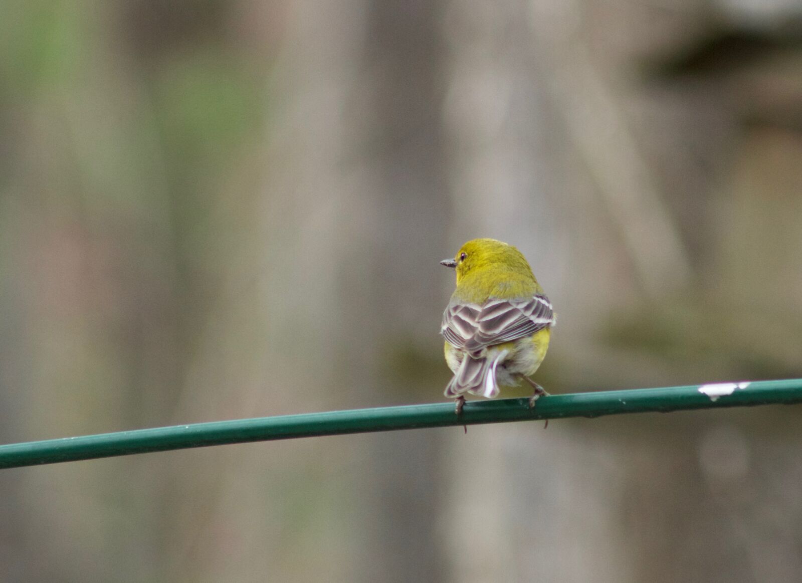 Canon EF 75-300mm f/4-5.6 sample photo. Bird, yellow, perch photography