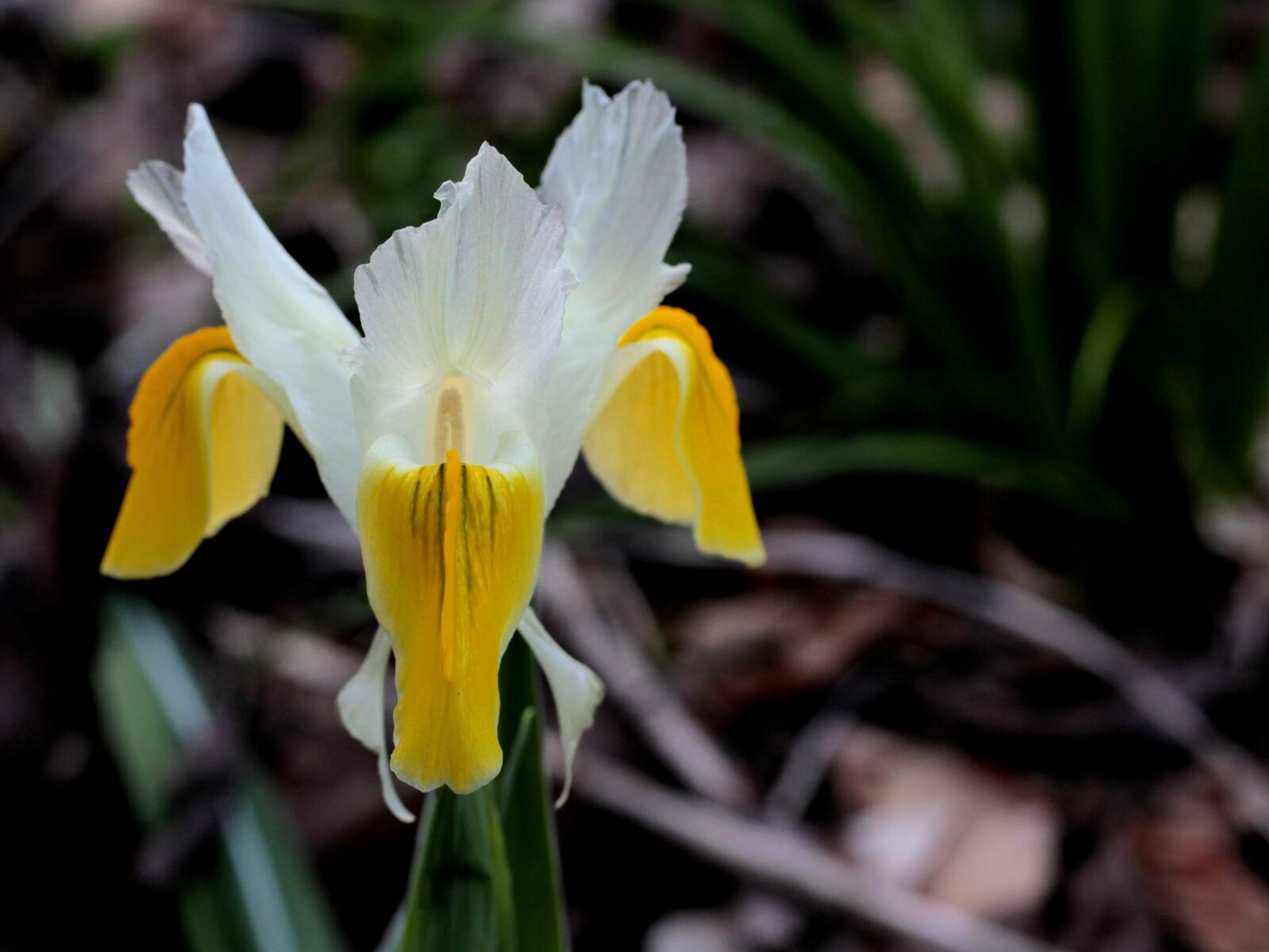 Canon EOS 600D (Rebel EOS T3i / EOS Kiss X5) + Canon EF 50mm F1.8 STM sample photo. Iris, white, yellow photography