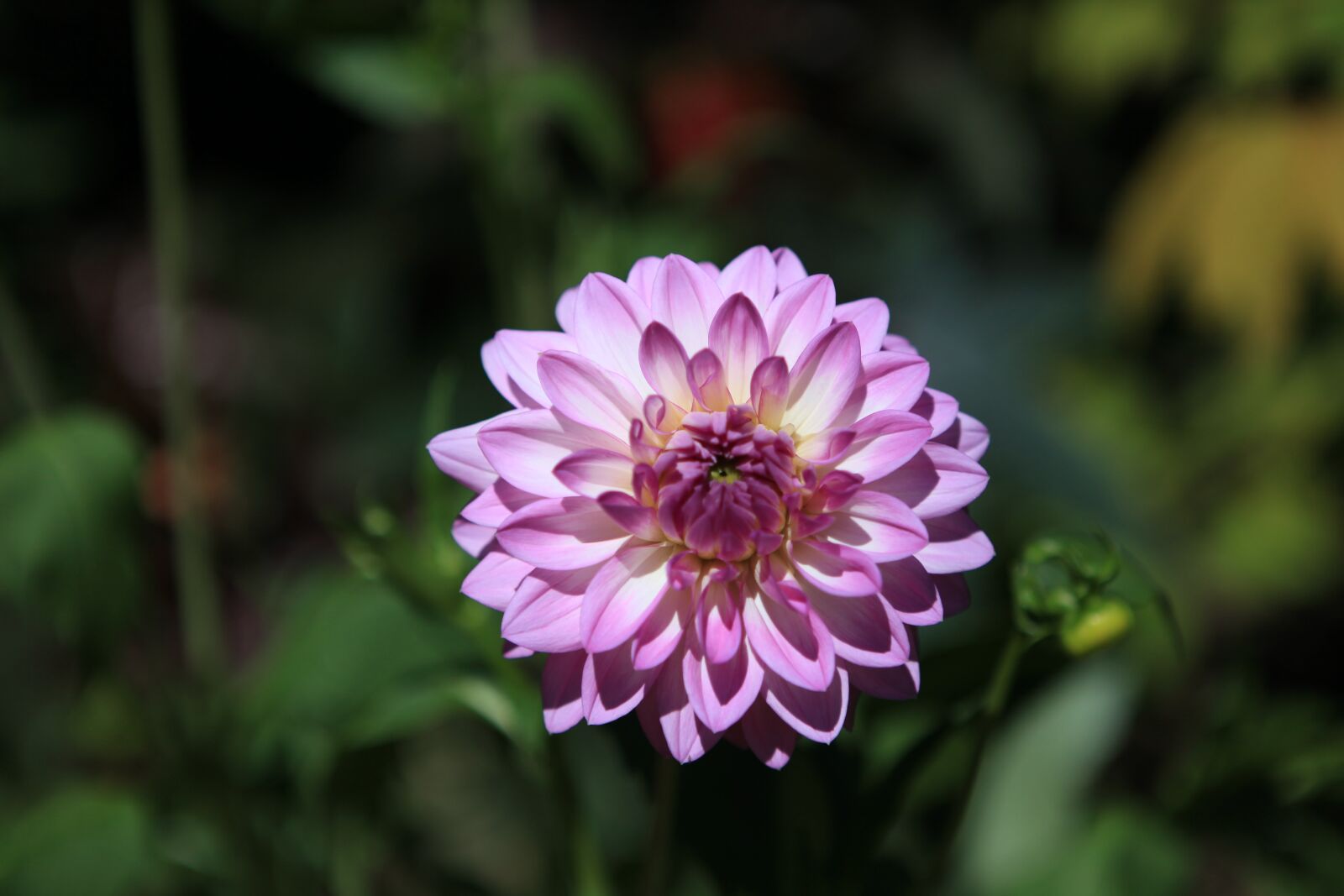 Canon EOS 5D Mark II sample photo. Flower, the sun, bright photography