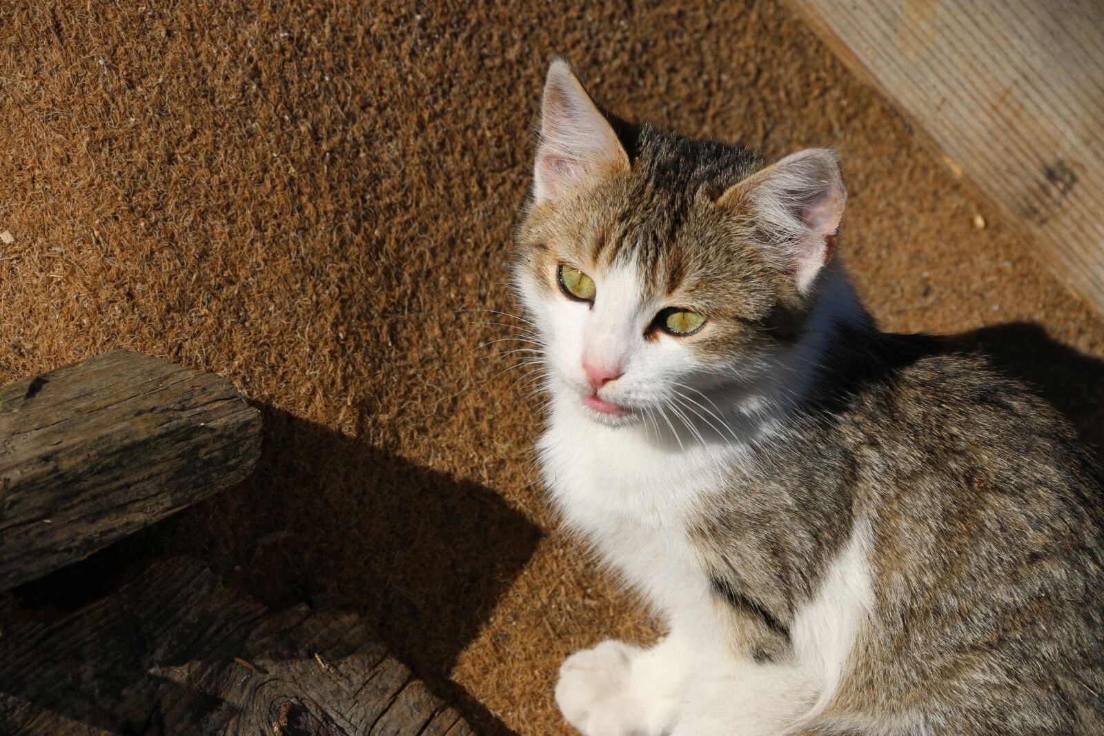 Canon EF-S 18-135mm F3.5-5.6 IS sample photo. Cat, animal, animal portrait photography