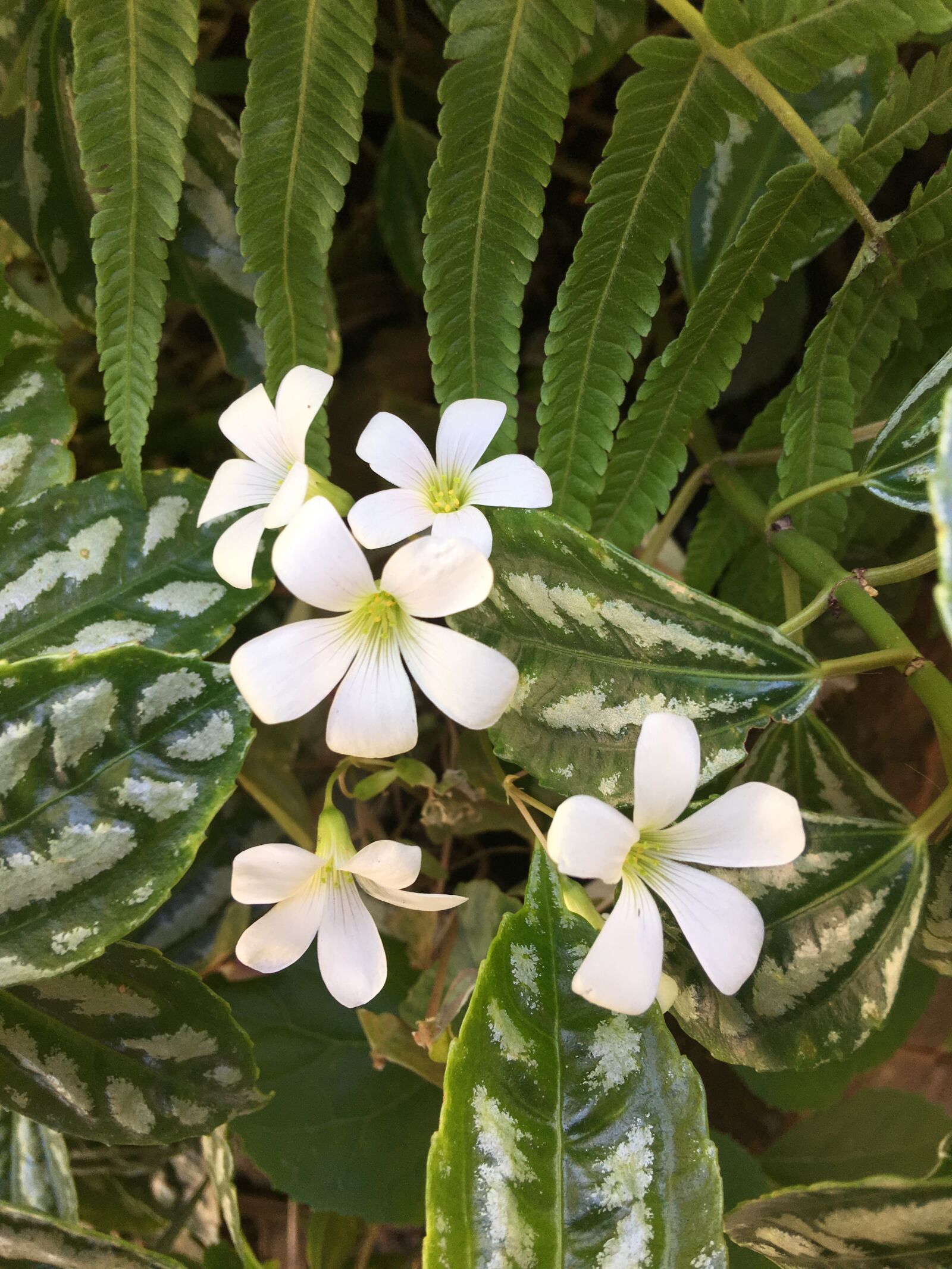 Apple iPhone 6s Plus sample photo. Clover, white, nature photography