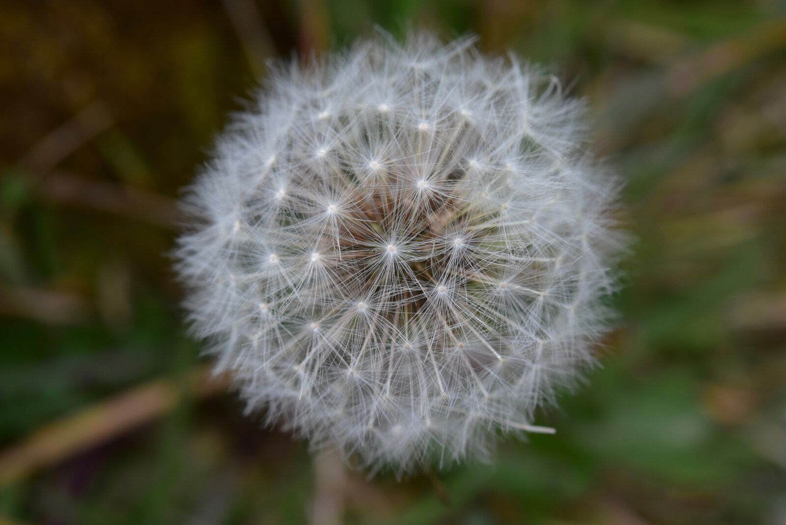Nikon D5600 sample photo. Egrets, egret dandelion, egret photography