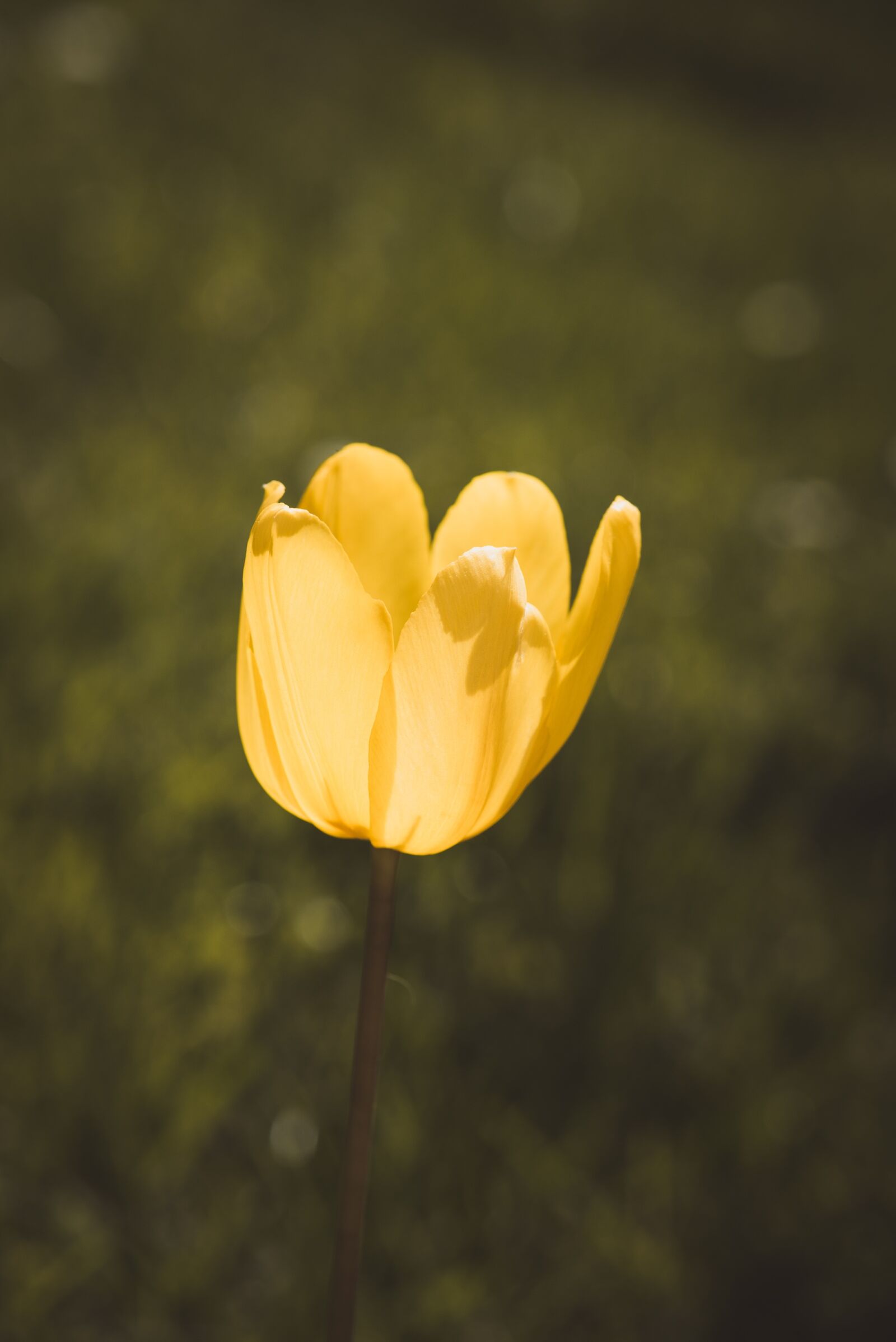 Nikon D750 sample photo. Tulip, flower, blossom photography
