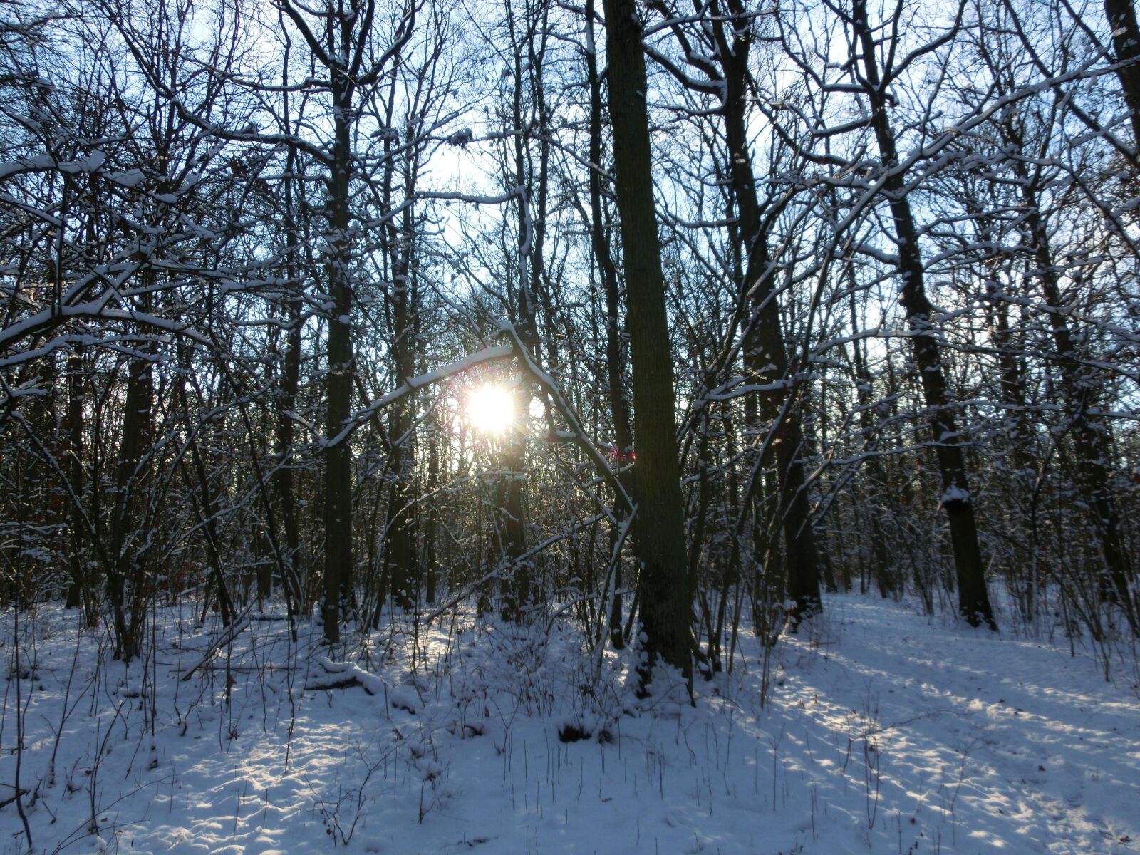 CASIO EX-ZR300 sample photo. Forest, sun, nature photography