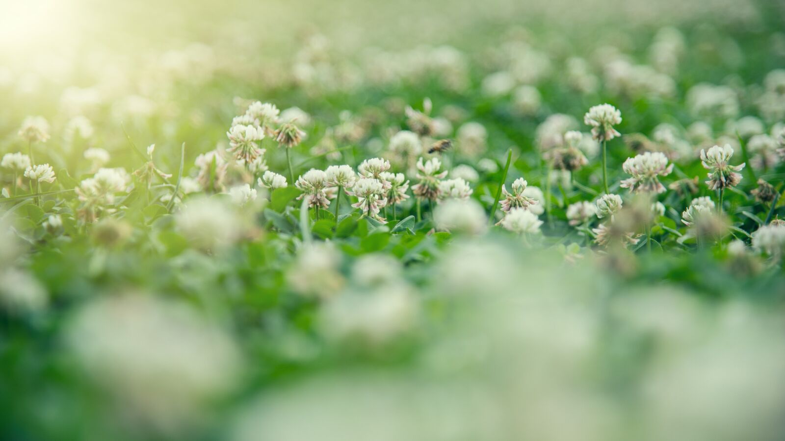 Nikon D750 sample photo. Grassland, flowers, sunshine photography