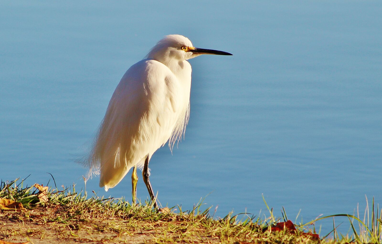Canon EOS 1300D (EOS Rebel T6 / EOS Kiss X80) sample photo. Birds, nature, florida photography