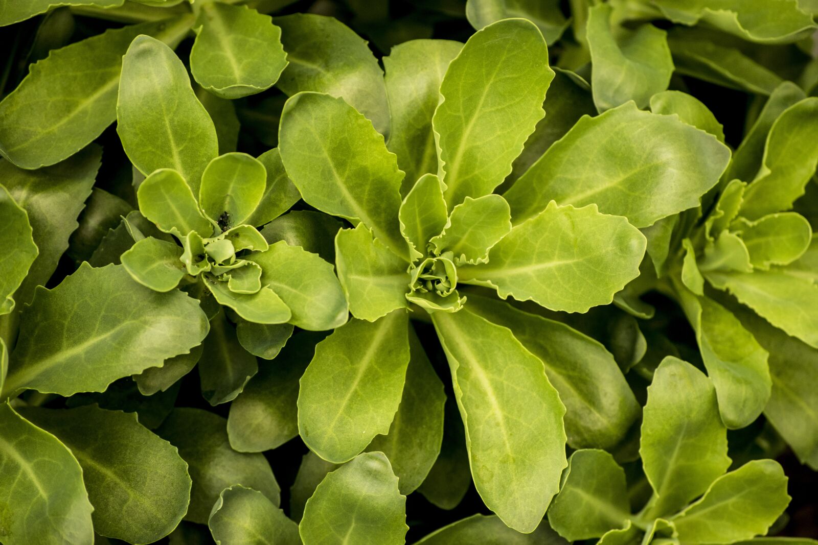 Nikon D3300 sample photo. Green, lush, leaves photography