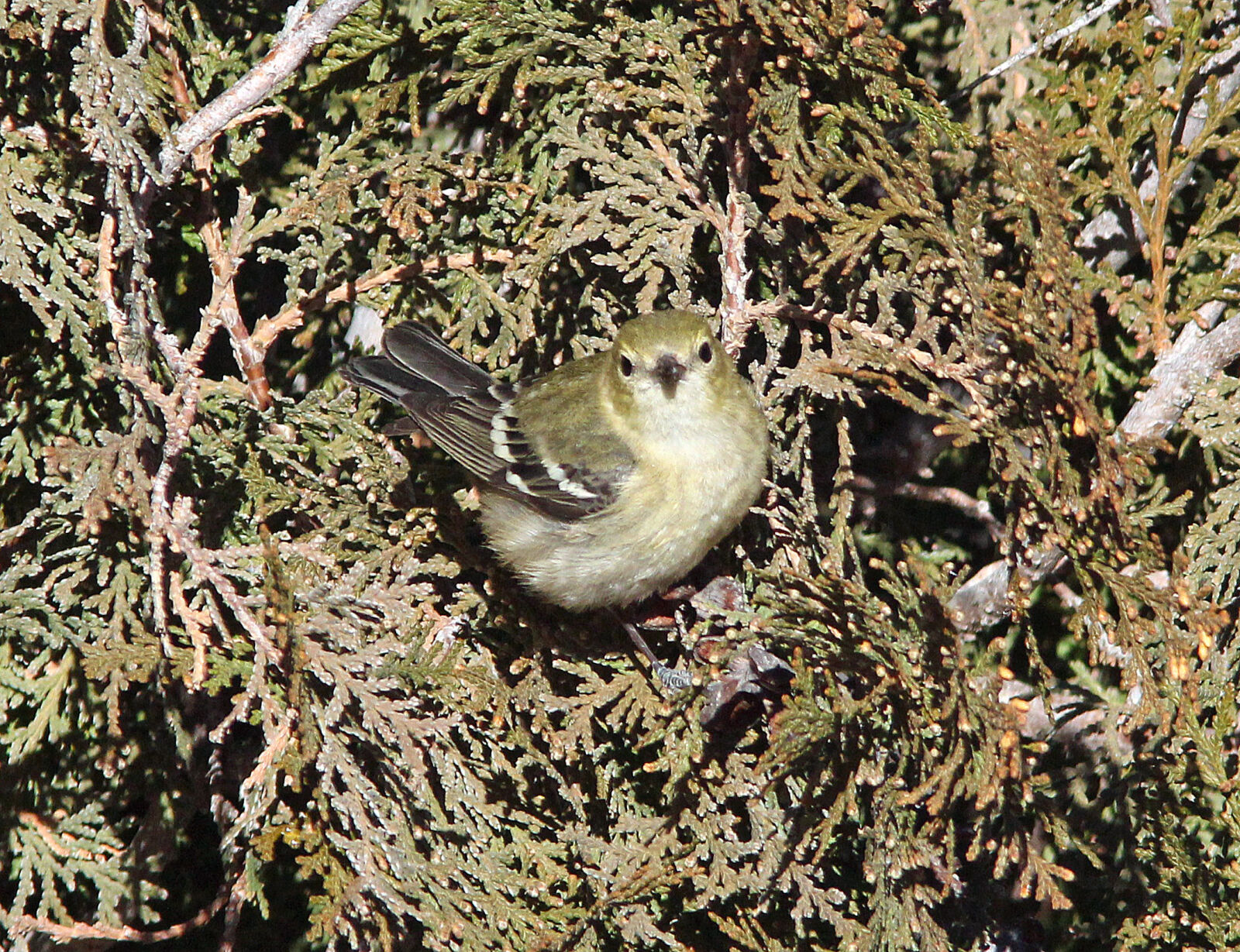 Canon EF 300mm F4L IS USM sample photo