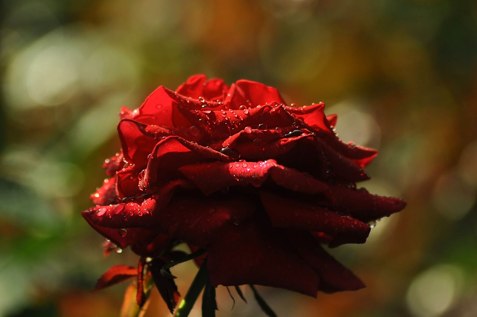Nikon D90 sample photo. Rose, red, burgundy photography