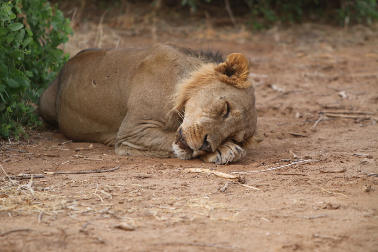 Canon EOS 70D + Canon EF 70-200mm F2.8L IS USM sample photo. Leo, dream, africa photography