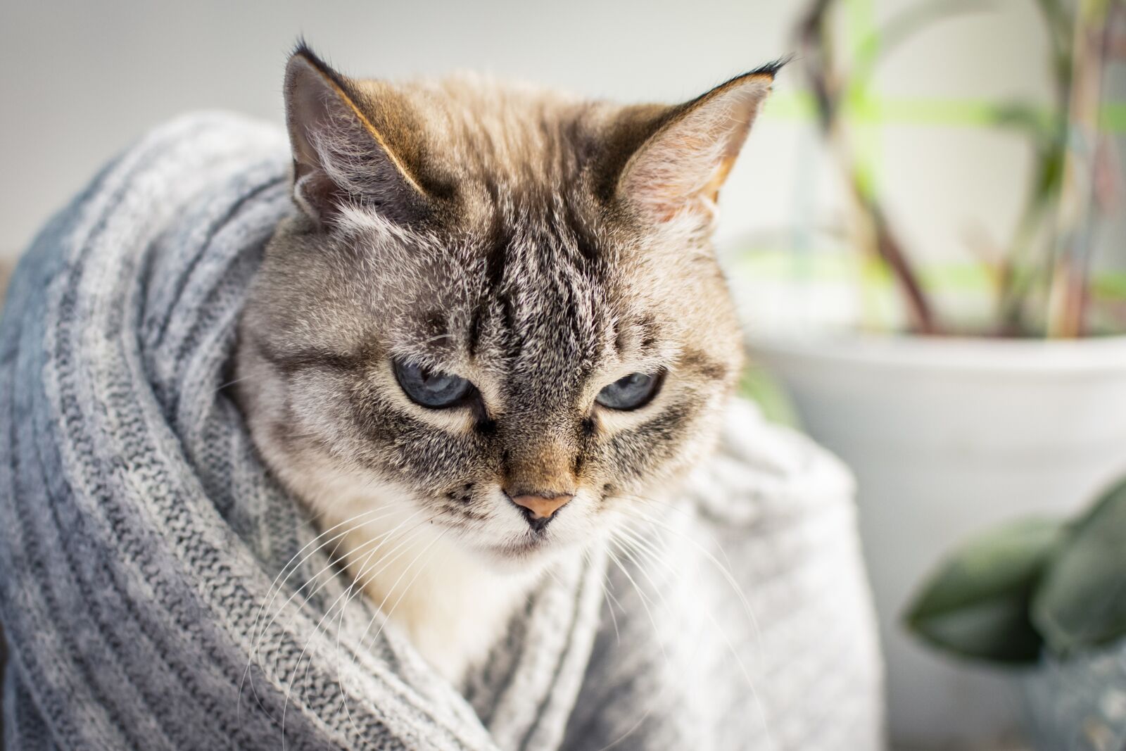 Nikon D5300 sample photo. Cat, cats, kitten photography