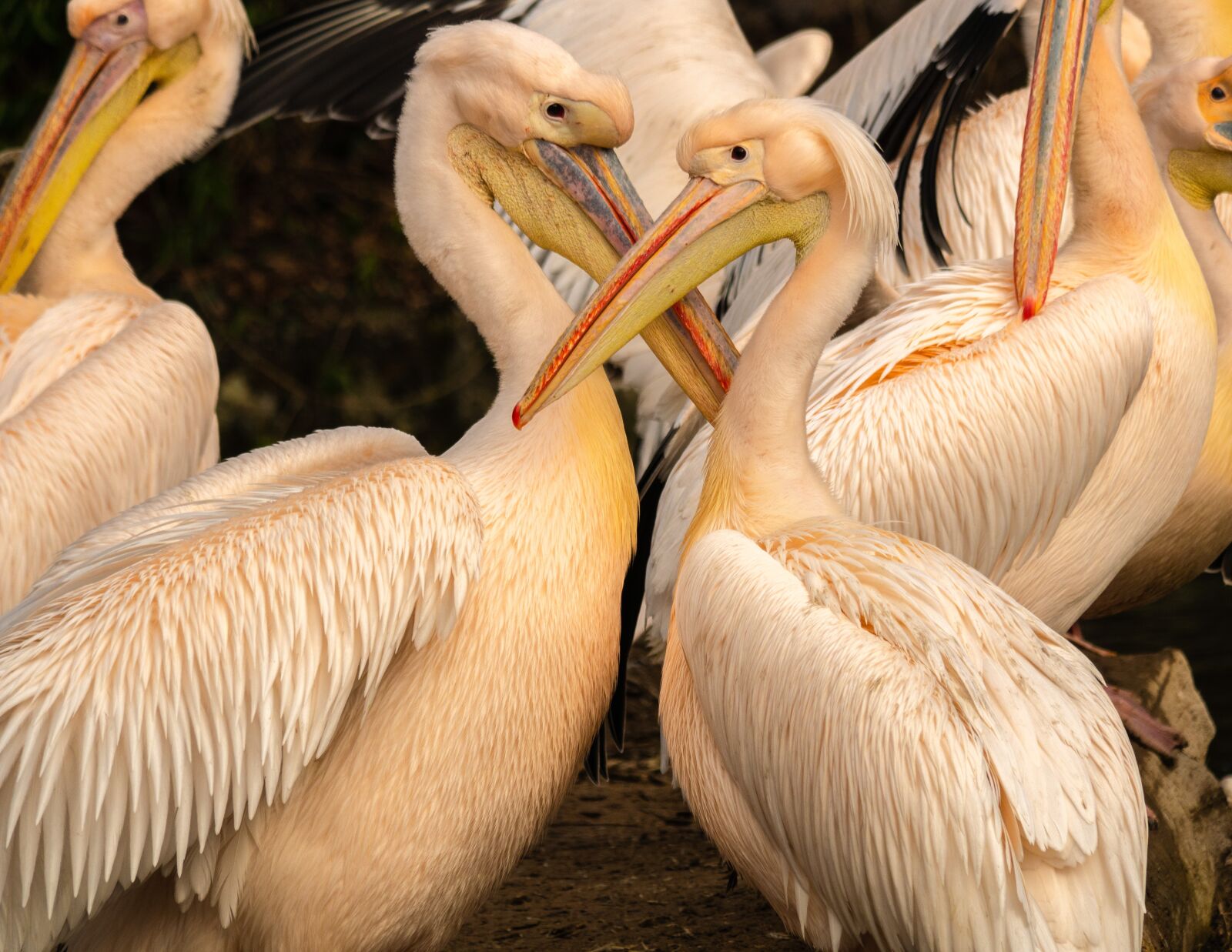 LUMIX G VARIO 100-300/F4.0-5.6II sample photo. Pelicans, waterfowl, plumage photography