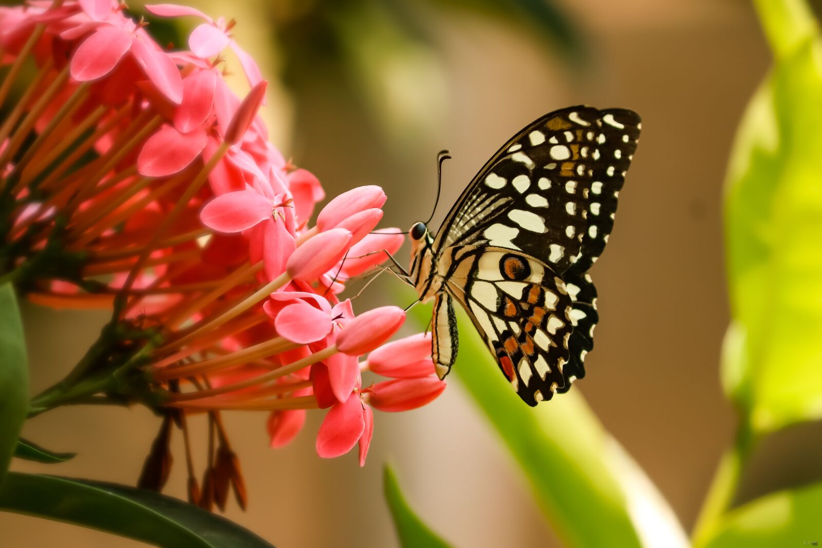 Canon EOS 77D (EOS 9000D / EOS 770D) sample photo. Butterfly, nature, lime butterfly photography