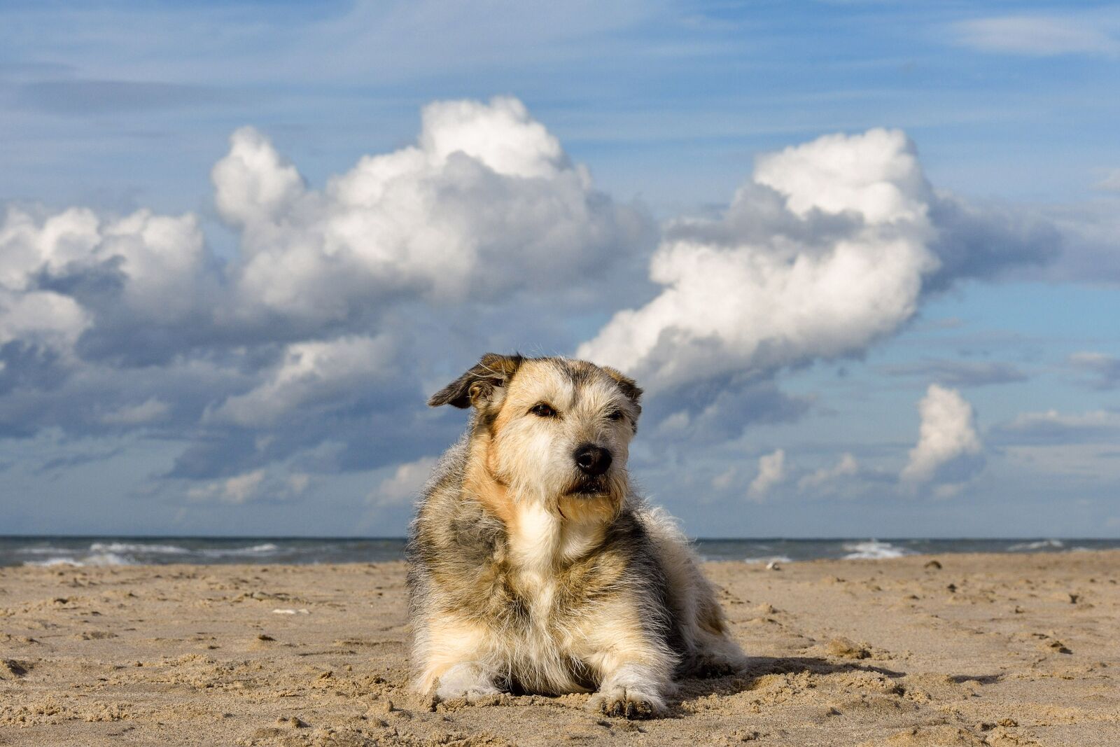 Nikon D7200 sample photo. Dog, mixed breed dog photography