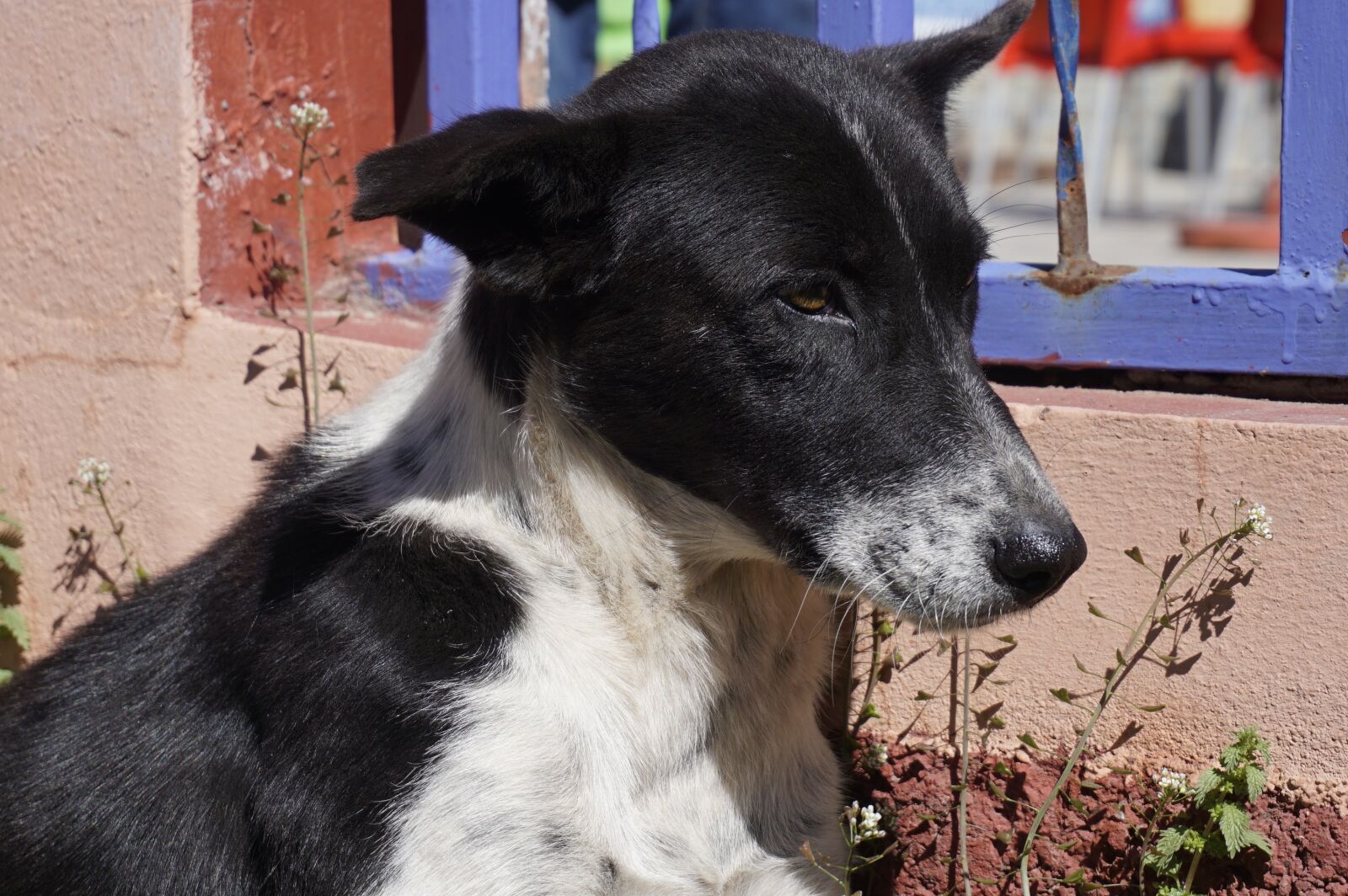 Sony E 16-50mm F3.5-5.6 PZ OSS sample photo. Dog, animalia, mammals photography