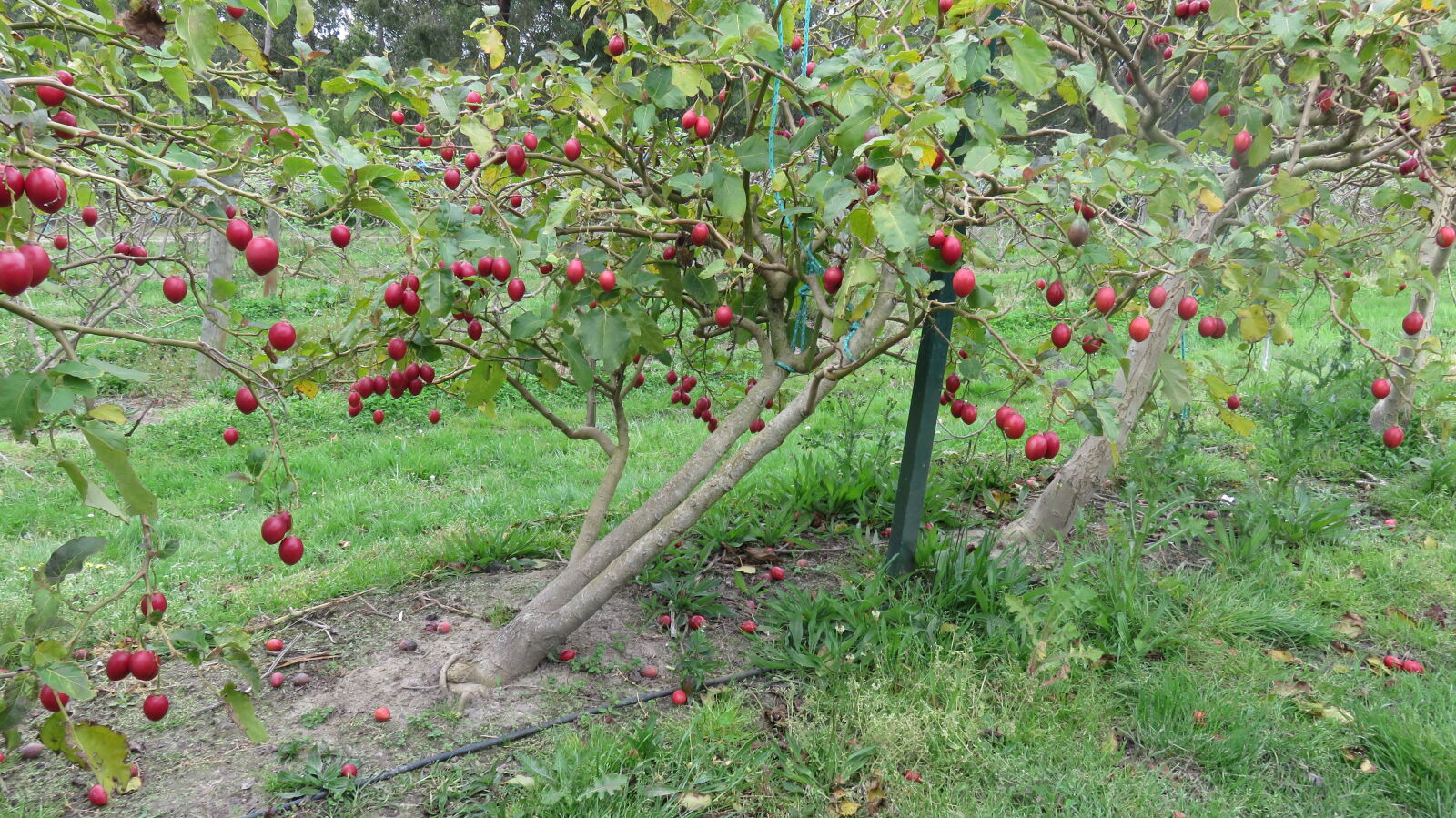 Canon PowerShot SX710 HS sample photo