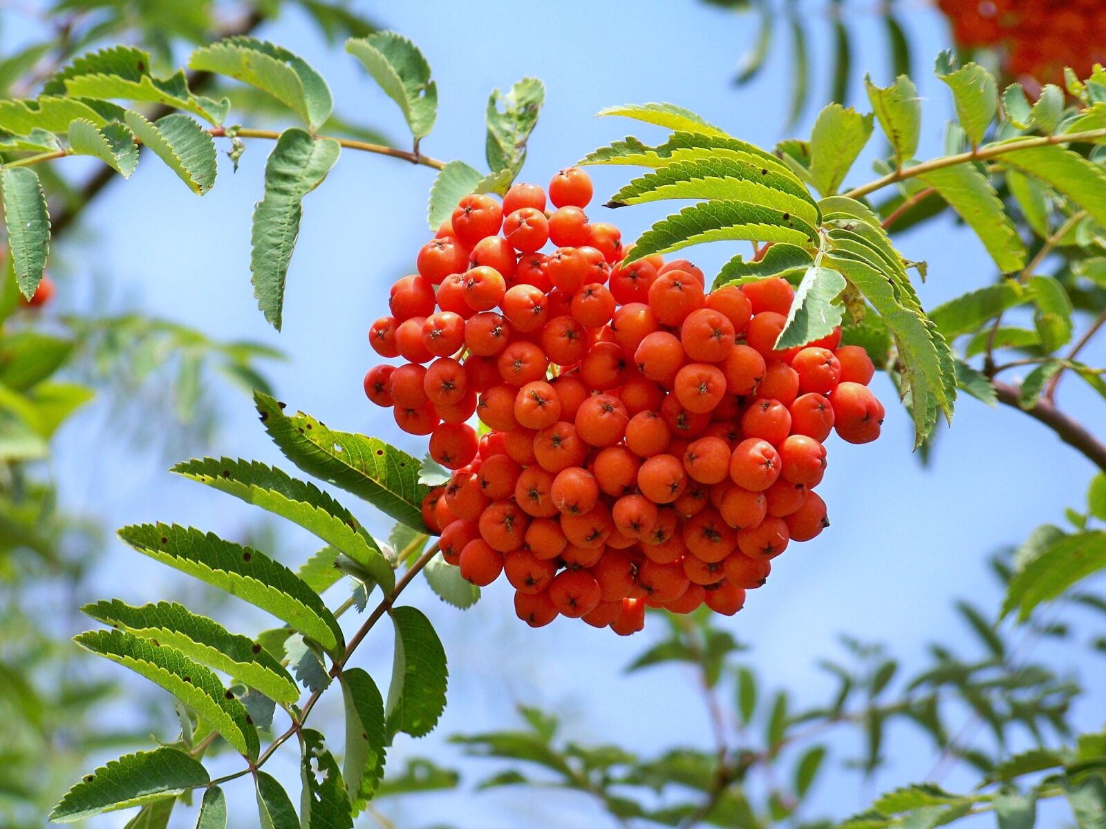 Kodak EASYSHARE Z1012 IS DIGITAL CAMERA sample photo. Rowan berry, fruits, crane photography