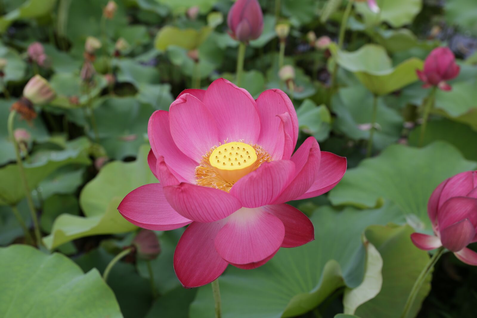 Canon EF 24-70mm F2.8L II USM sample photo. Plants, flowers, nature photography