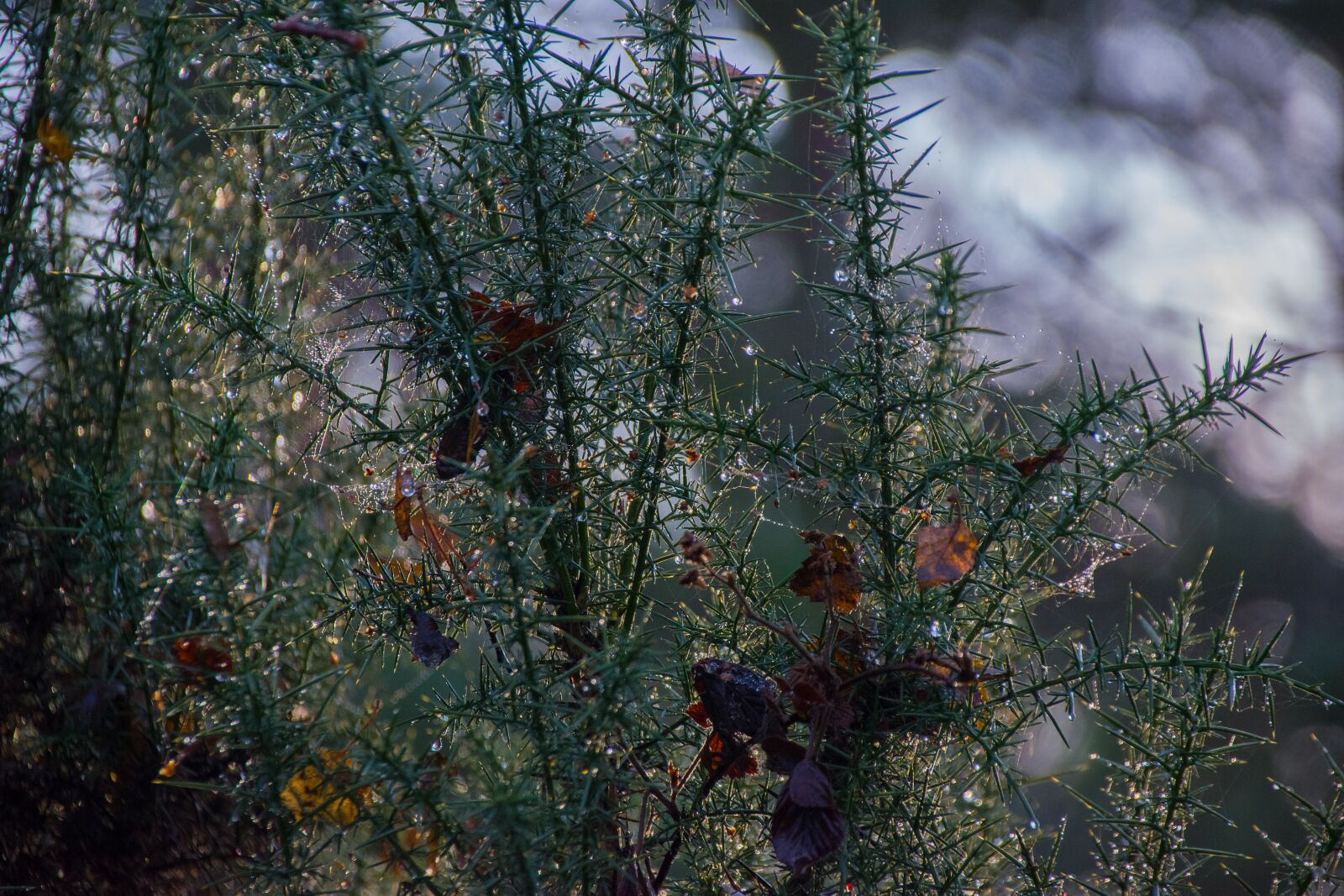 Pentax K-70 sample photo. Broom, cold, drip photography