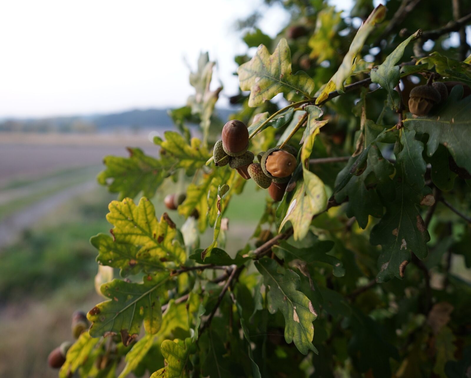 Sony a7 II + Sony FE 28-70mm F3.5-5.6 OSS sample photo. Oak, acorns, forest photography