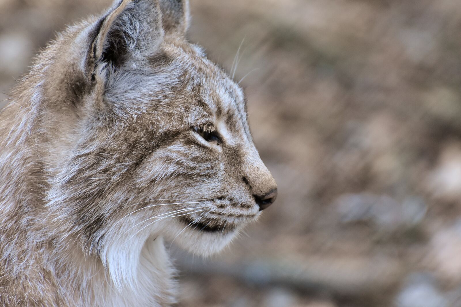 Nikon D7200 sample photo. Lynx, wild animal, wildcat photography