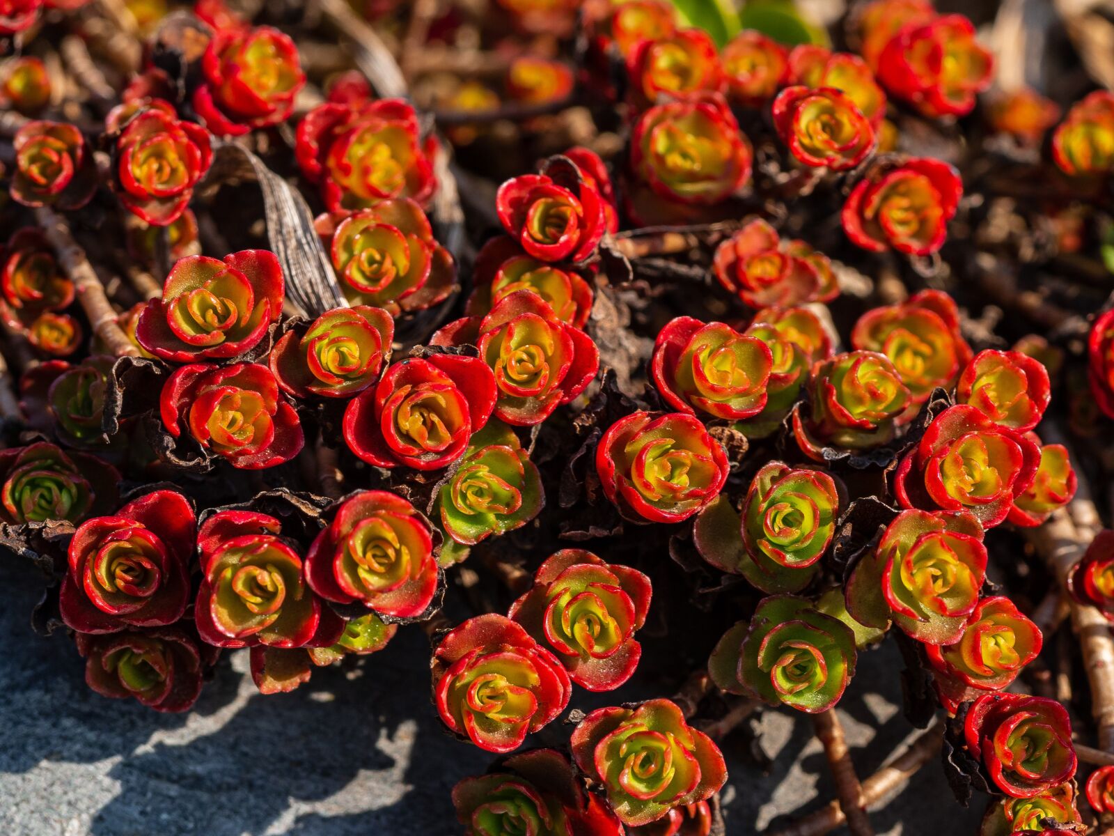 Olympus OM-D E-M10 III sample photo. Rock plant, kv tek photography