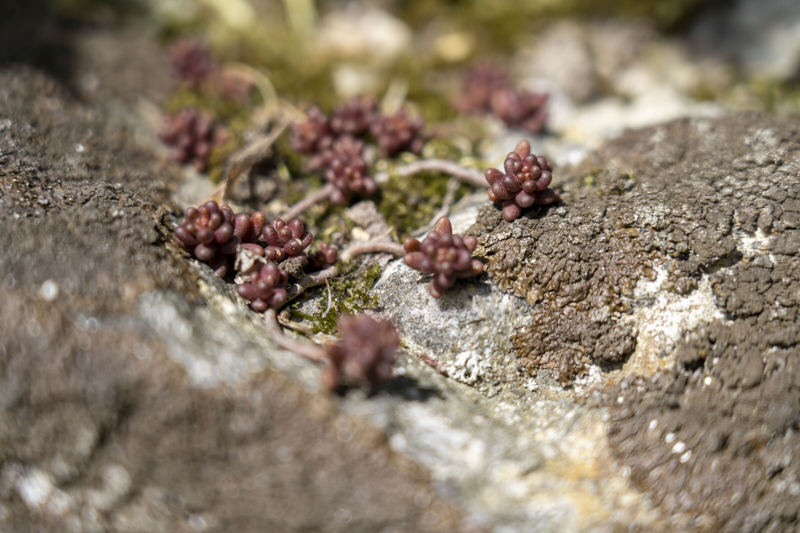 Sony FE 24-105mm F4 G OSS sample photo. Plant, nature, detail photography