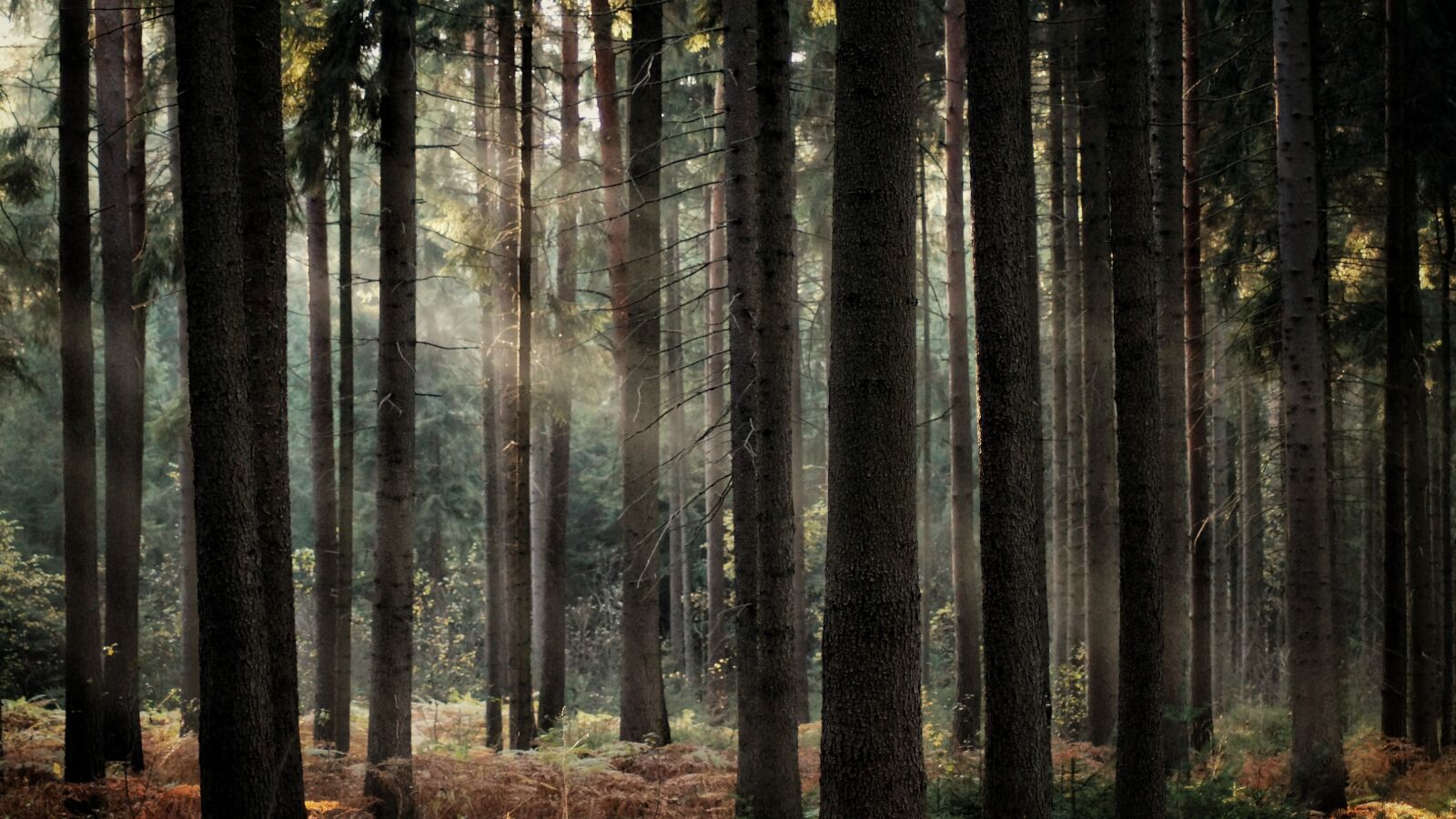 Sony SLT-A58 sample photo. Forest, autumn, sunbeam photography