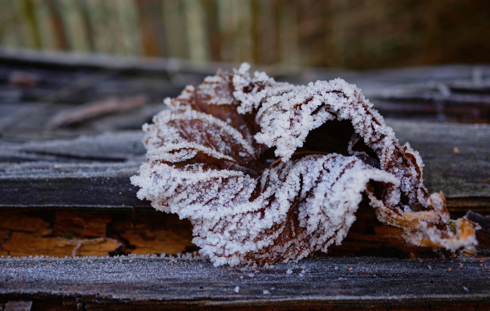 Nikon D5200 sample photo. Frost, leaf, frozen photography